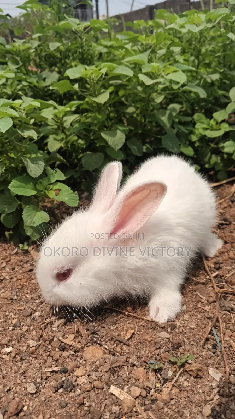 New Zealand White Rabbit