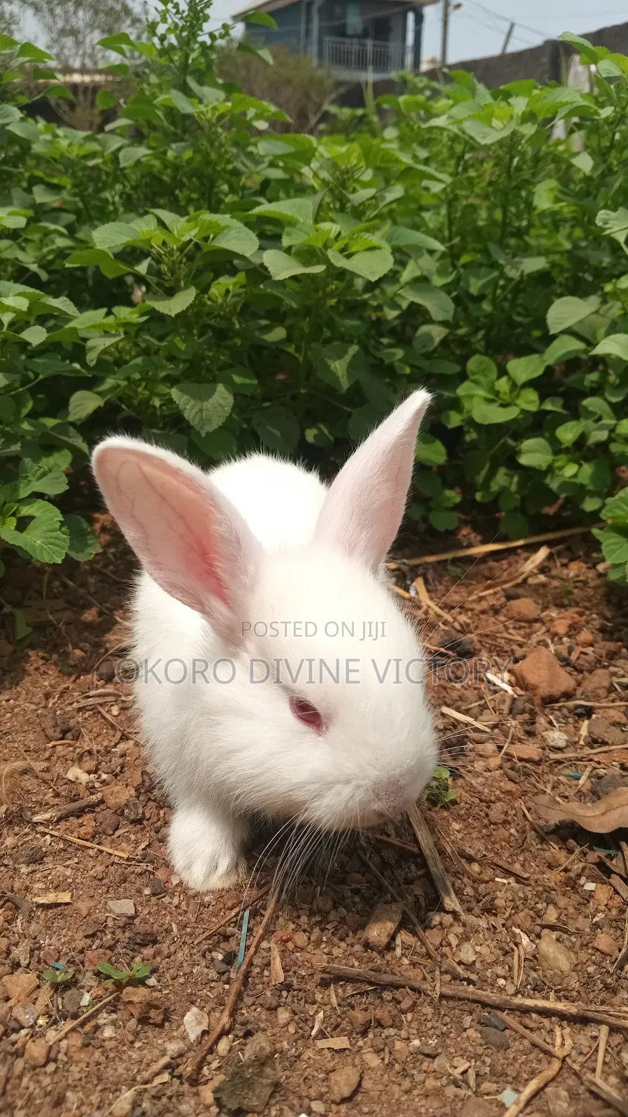 New Zealand White Rabbit