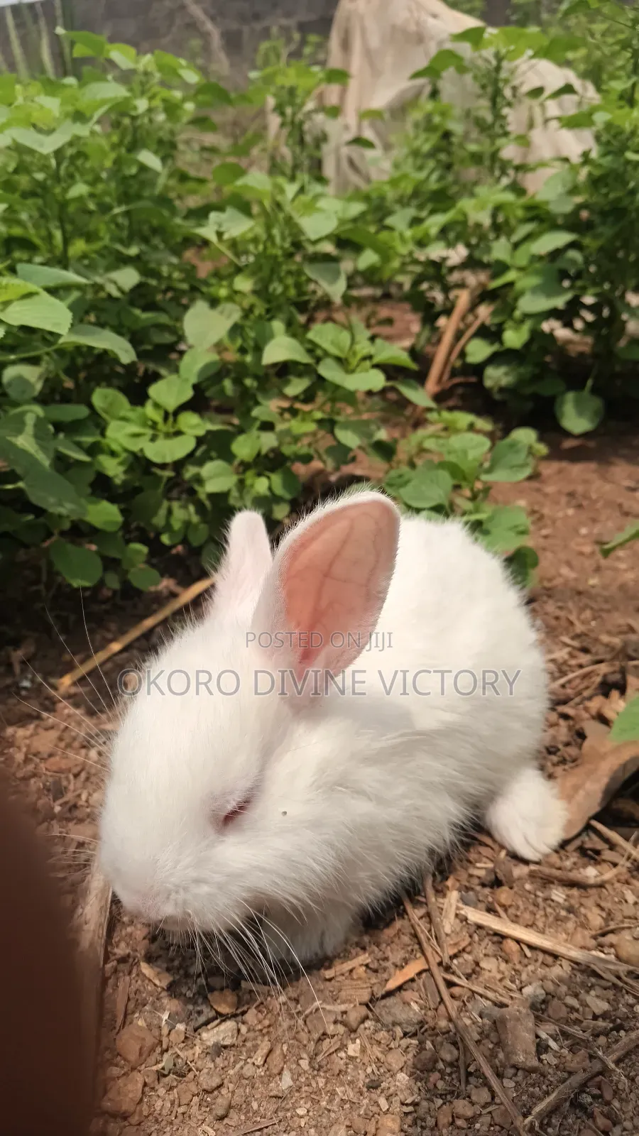 New Zealand White Rabbit