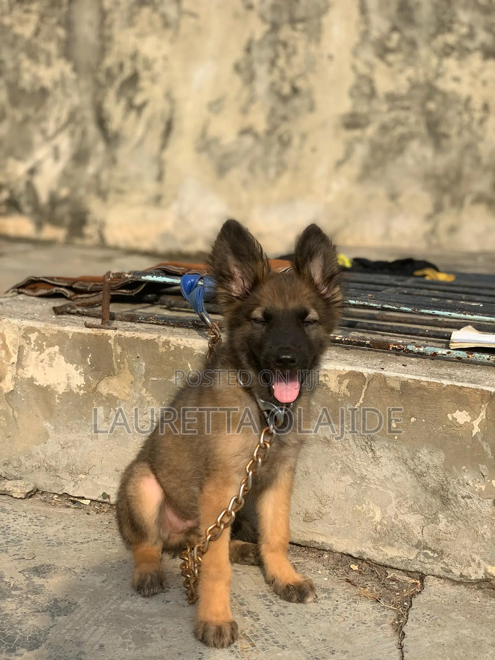 1-3 months Male Purebred German Shepherd