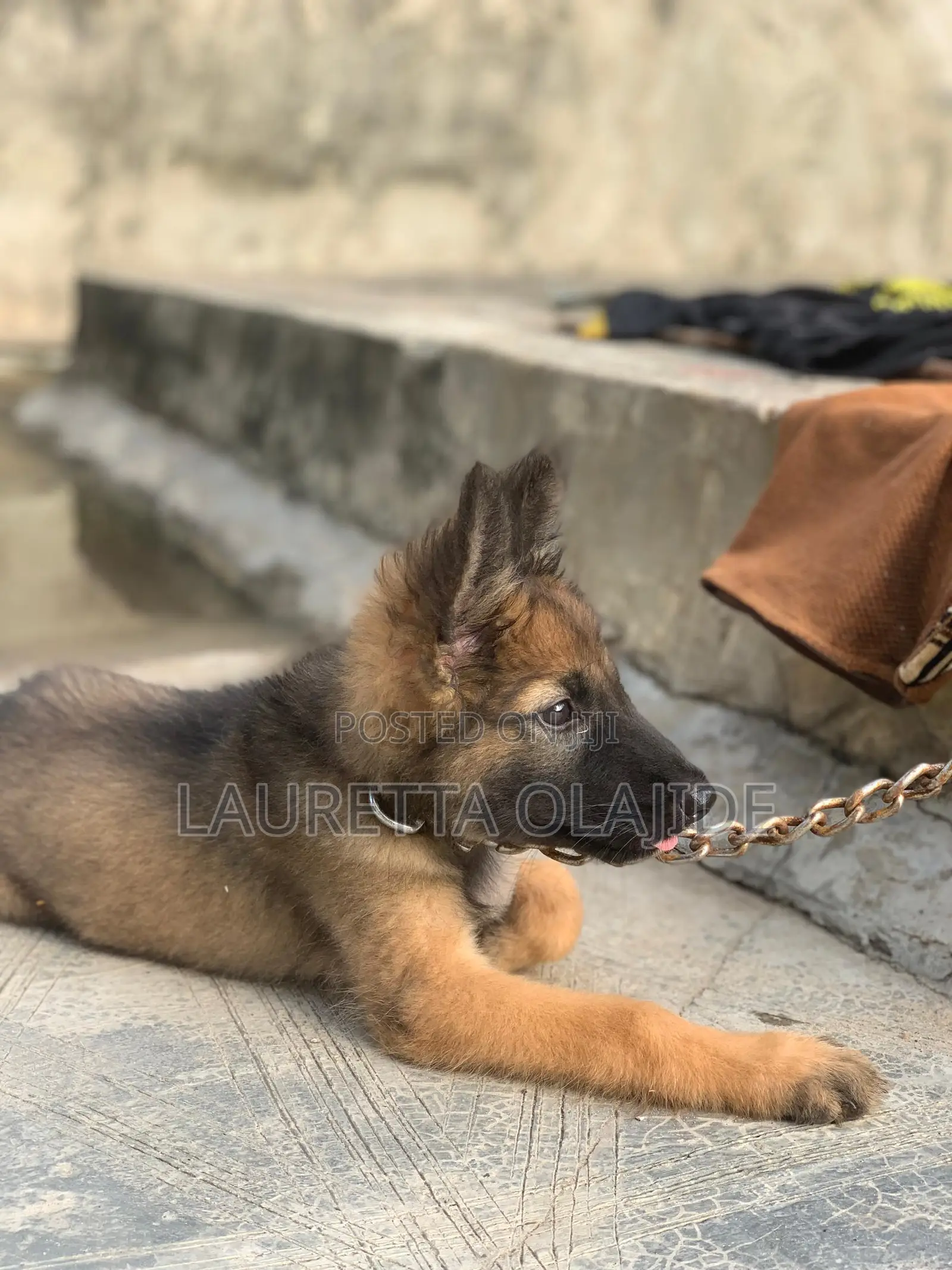 1-3 months Male Purebred German Shepherd