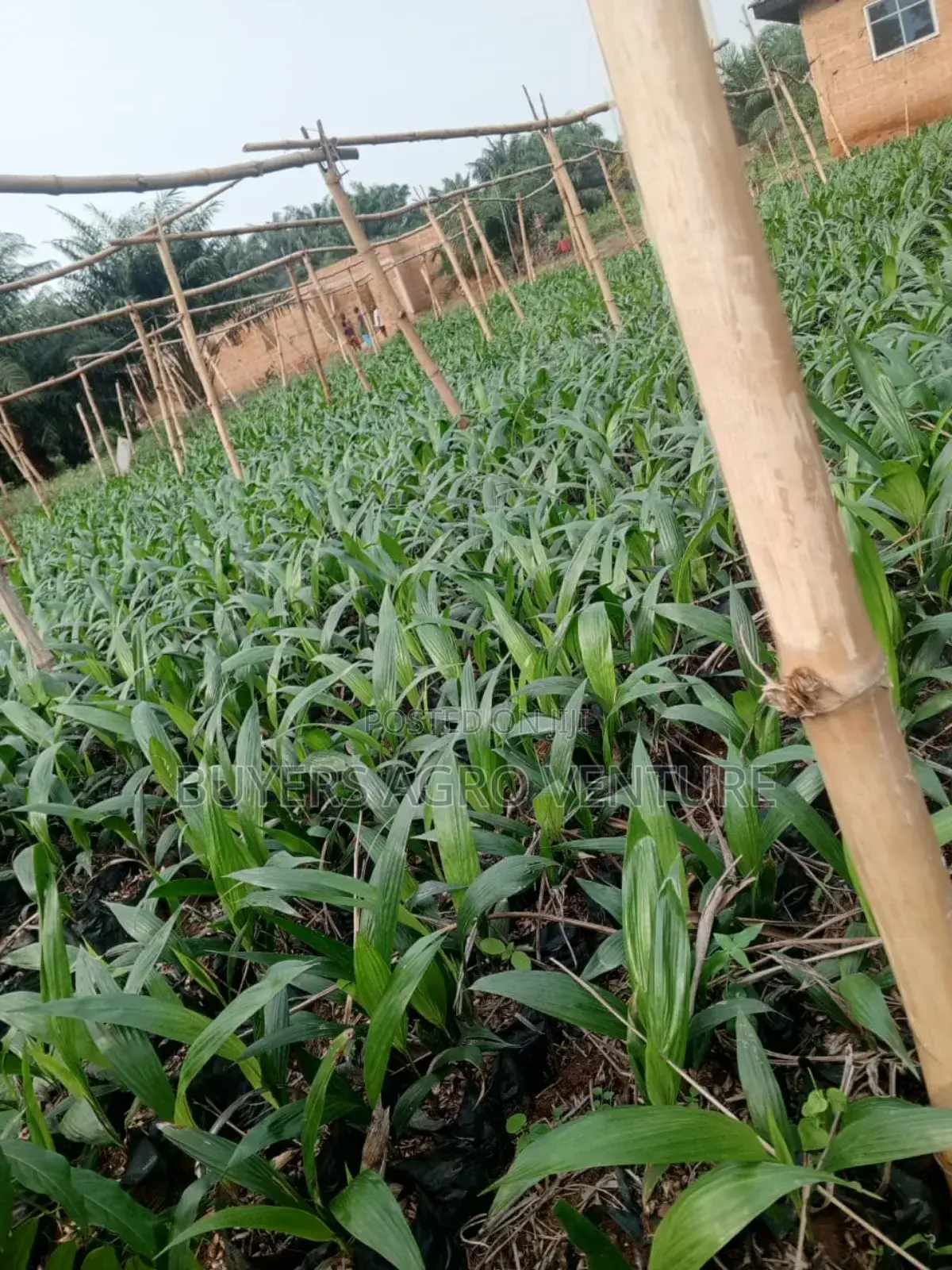 Healthy Palm Oil Seedlings Available for Sale