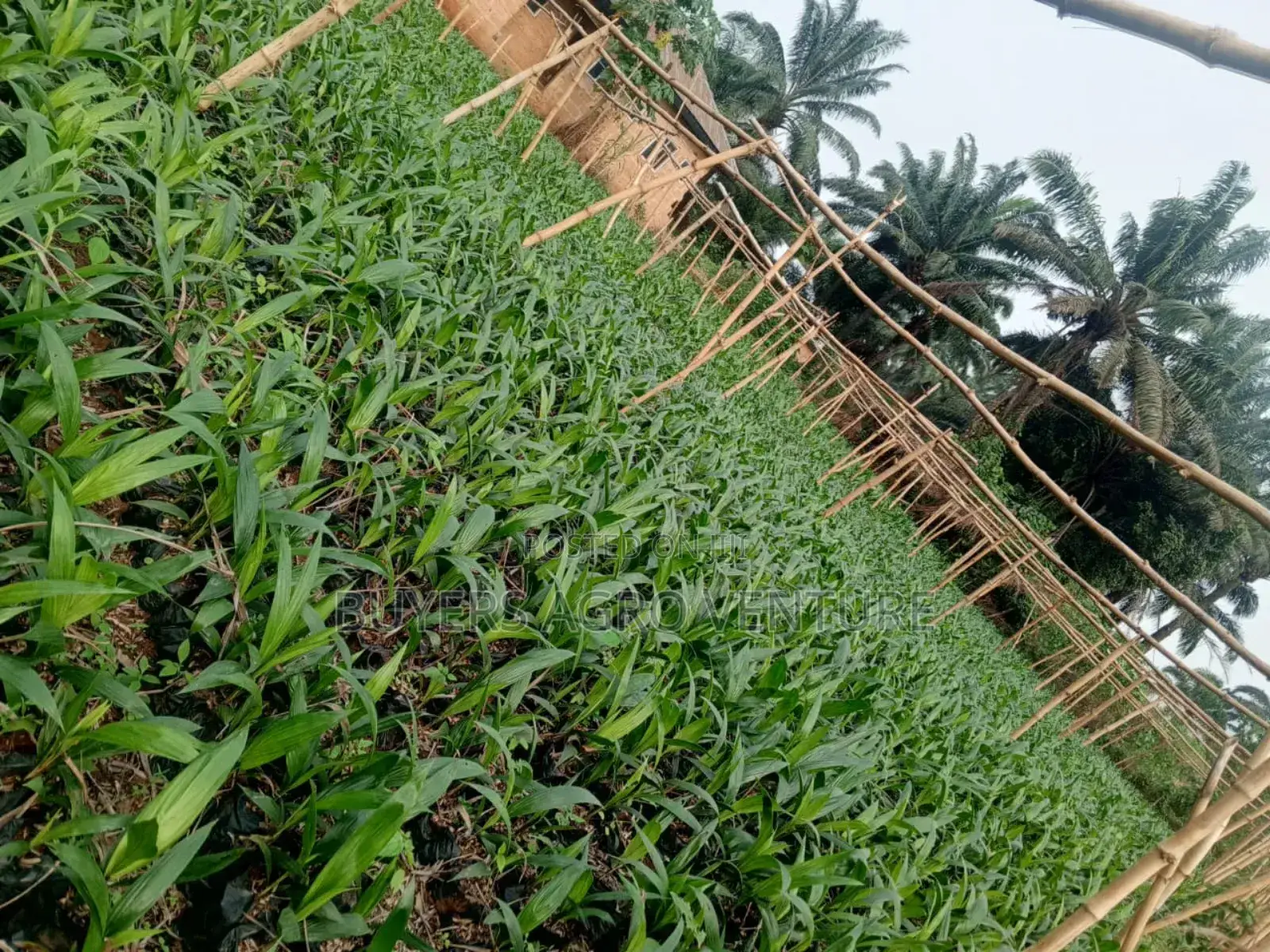 Healthy Palm Oil Seedlings Available for Sale