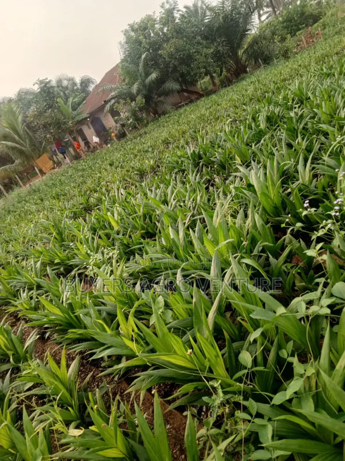 Healthy Palm Oil Seedlings Available for Sale
