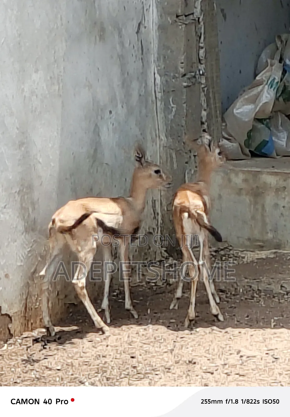 Beautiful Antelopes
