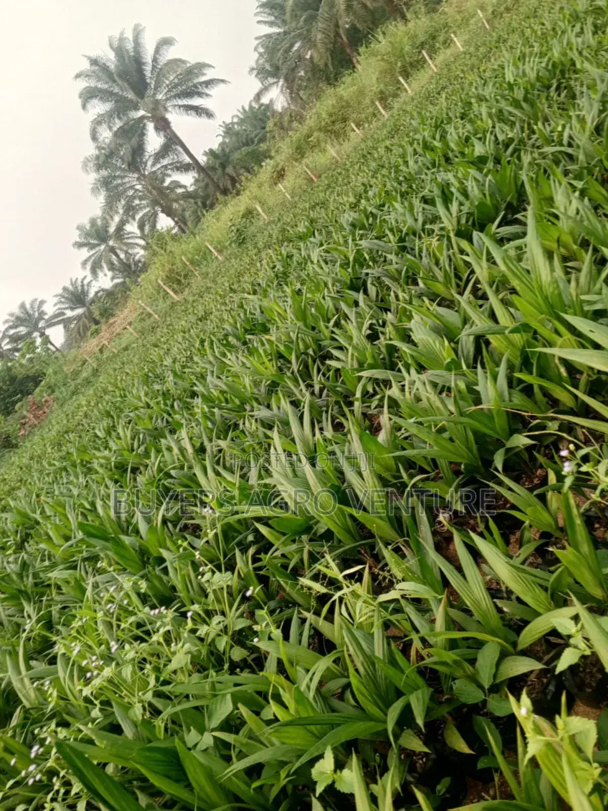 Farmers’ Choice Palm Oil Seedlings Strong Roots, Ready for Planting