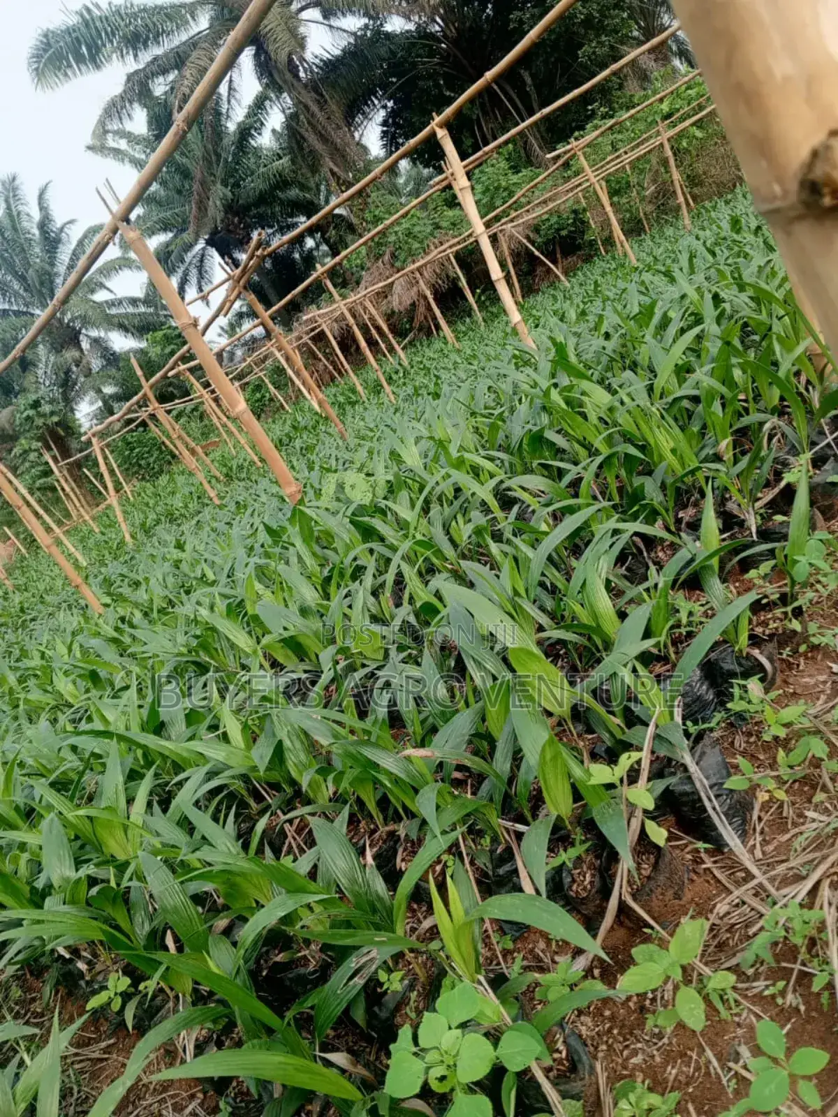 Farmers’ Choice Palm Oil Seedlings Strong Roots, Ready for Planting