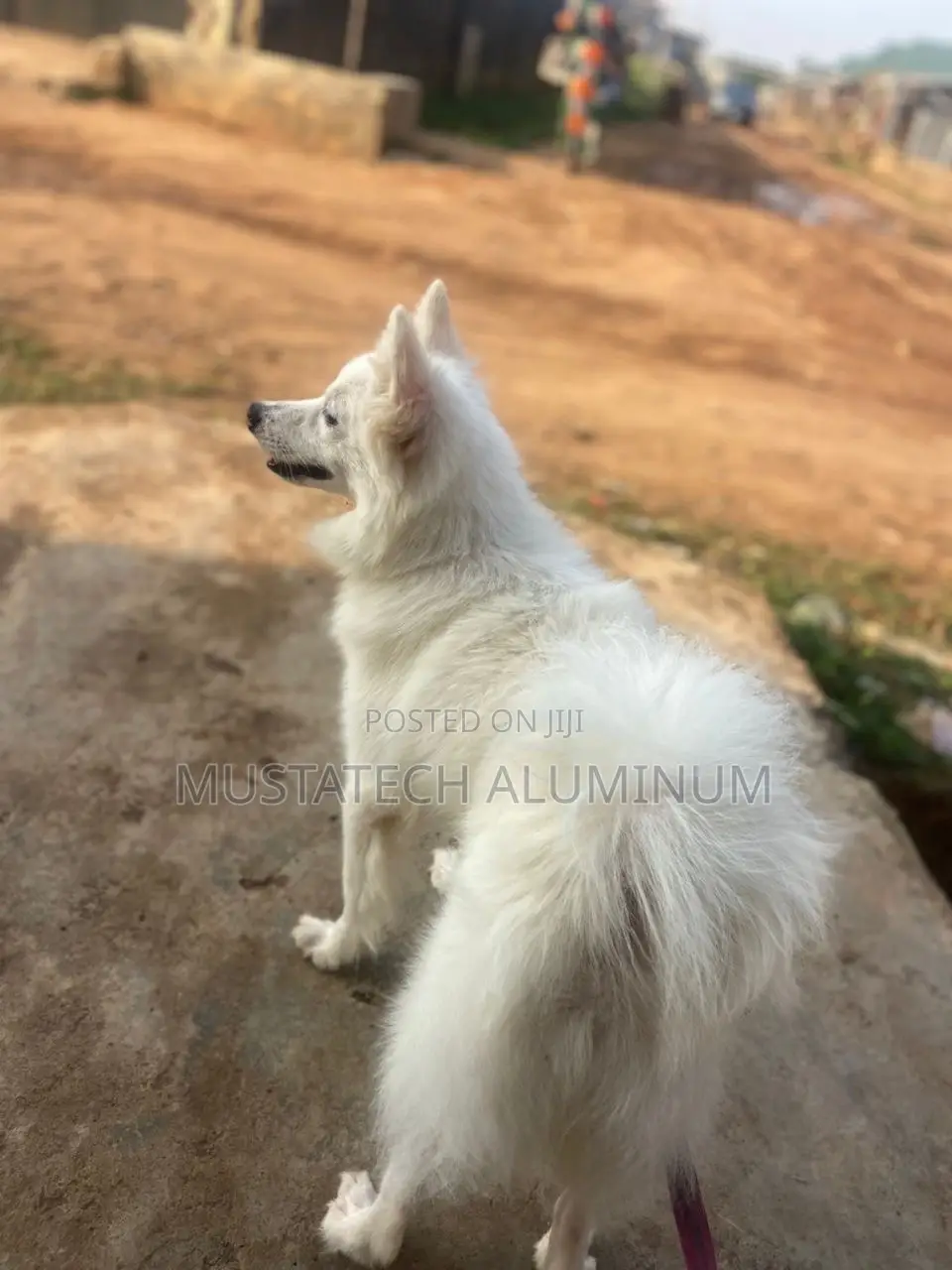 1+ year Male Purebred American Eskimo