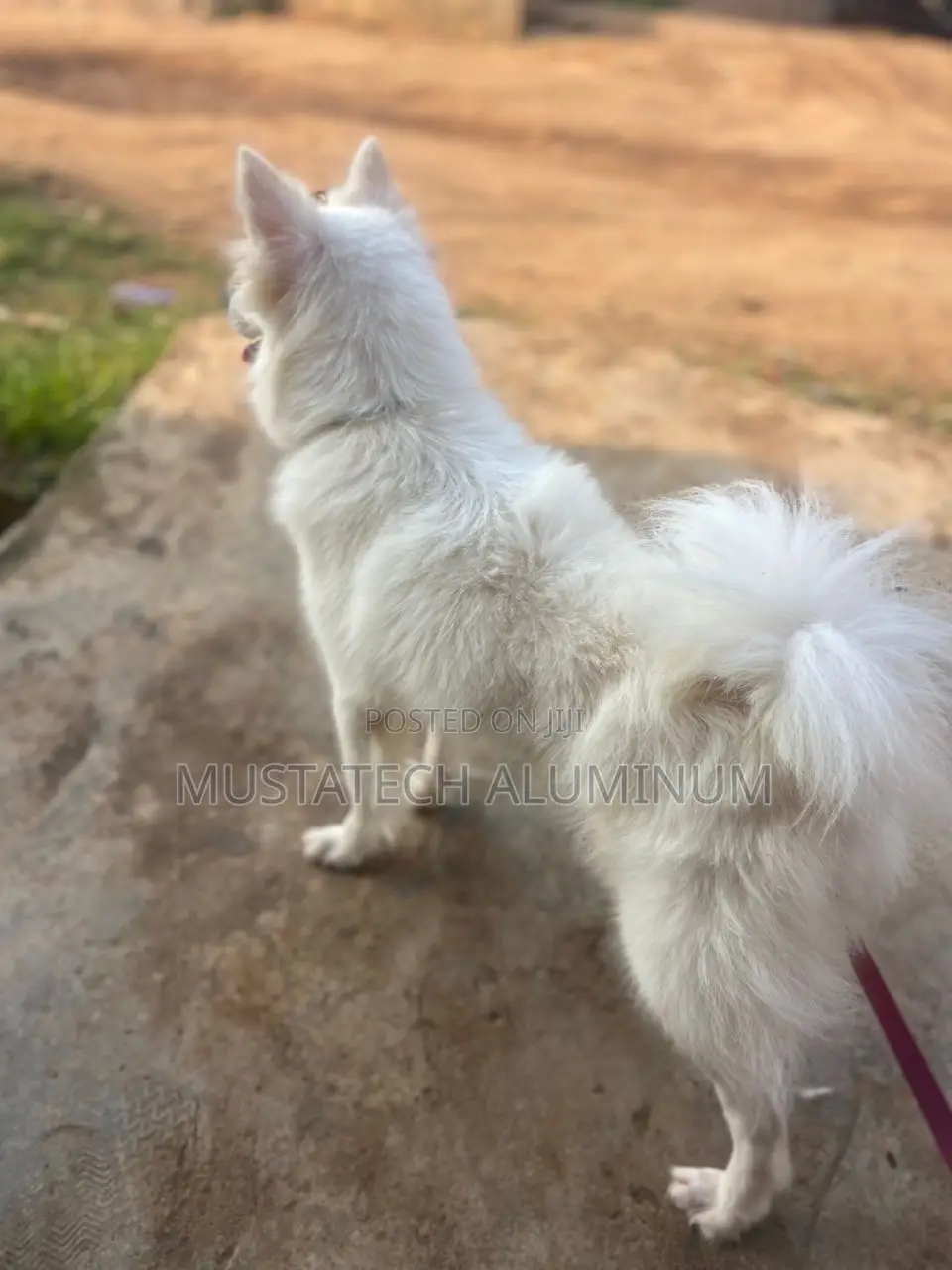 1+ year Male Purebred American Eskimo