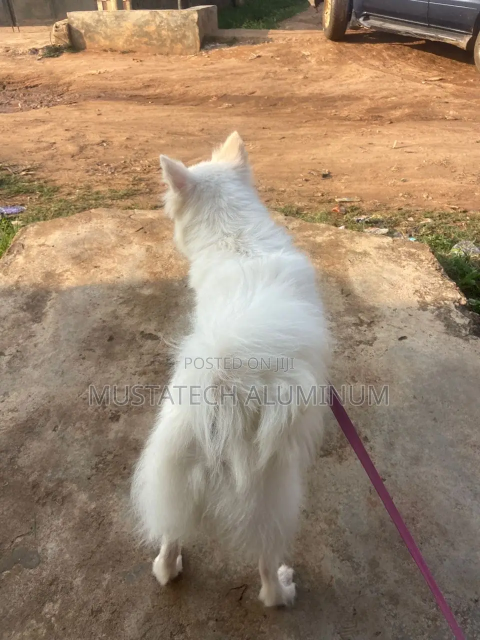 1+ year Male Purebred American Eskimo