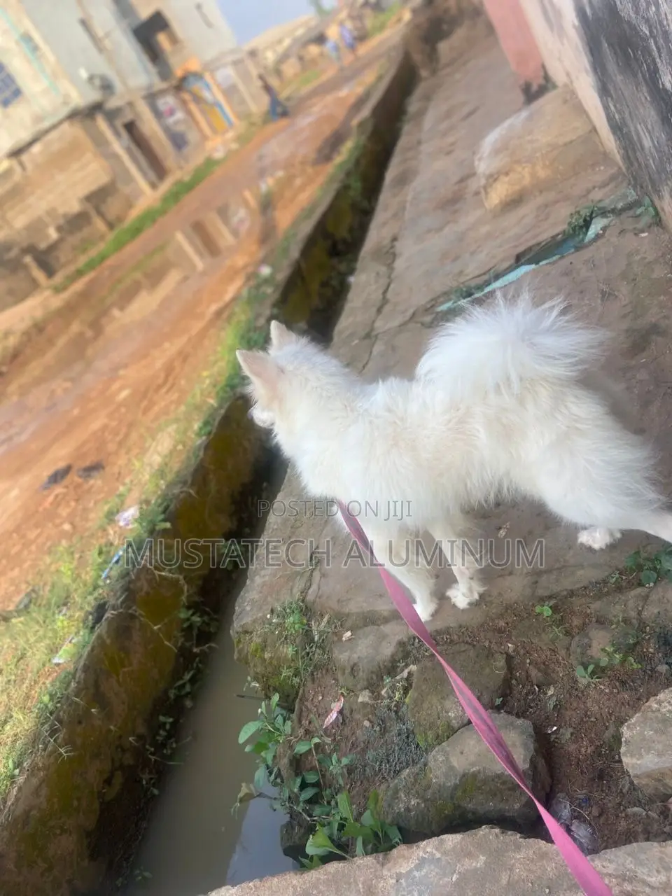 1+ year Male Purebred American Eskimo