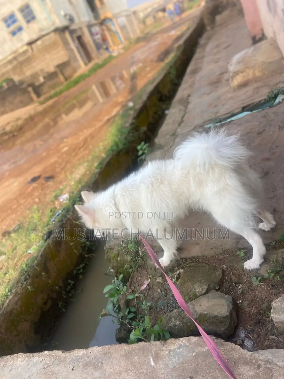 1+ year Male Purebred American Eskimo