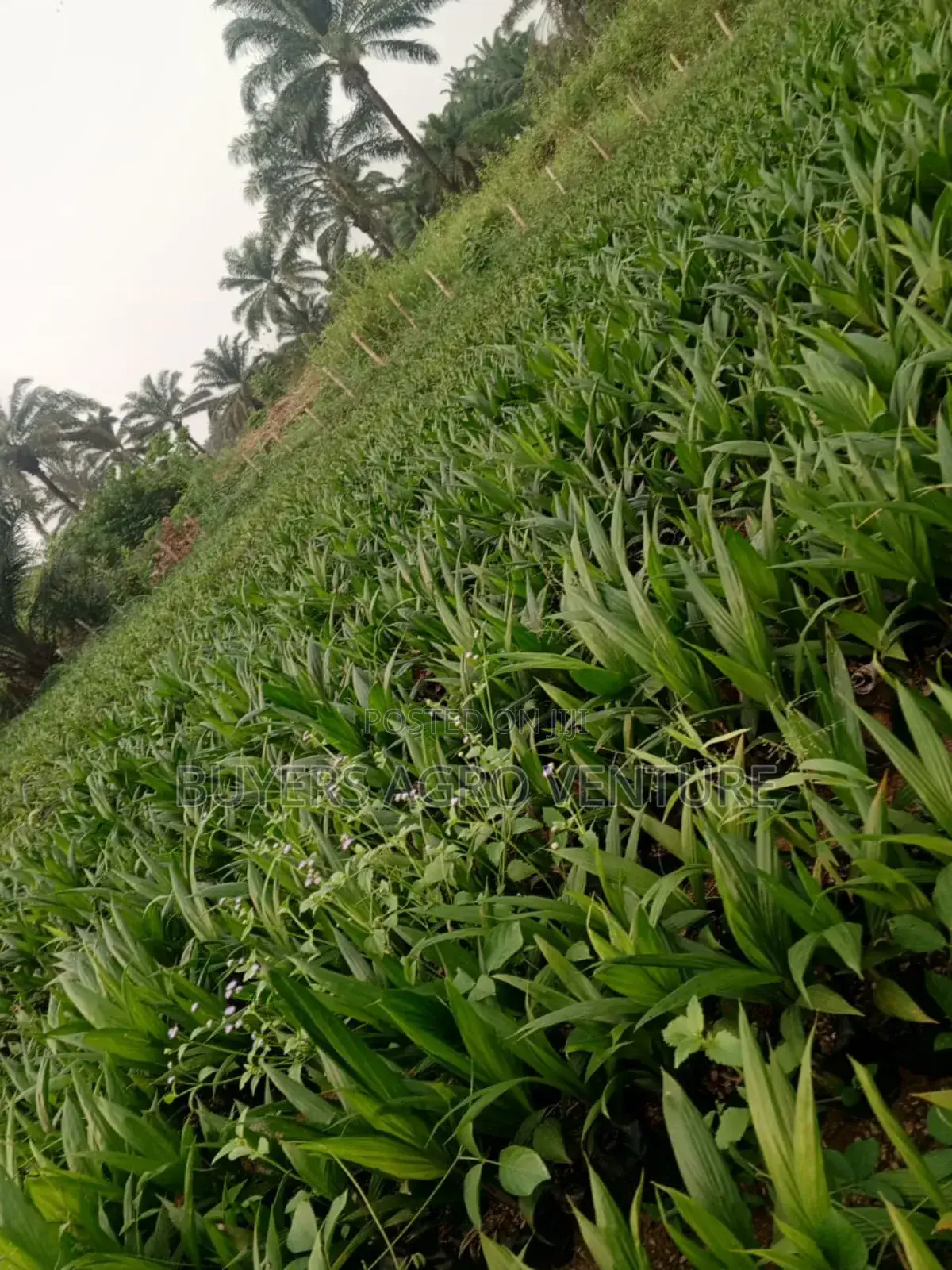 Fresh and Strong Palm Oil Seedlings for Farmers Order Now