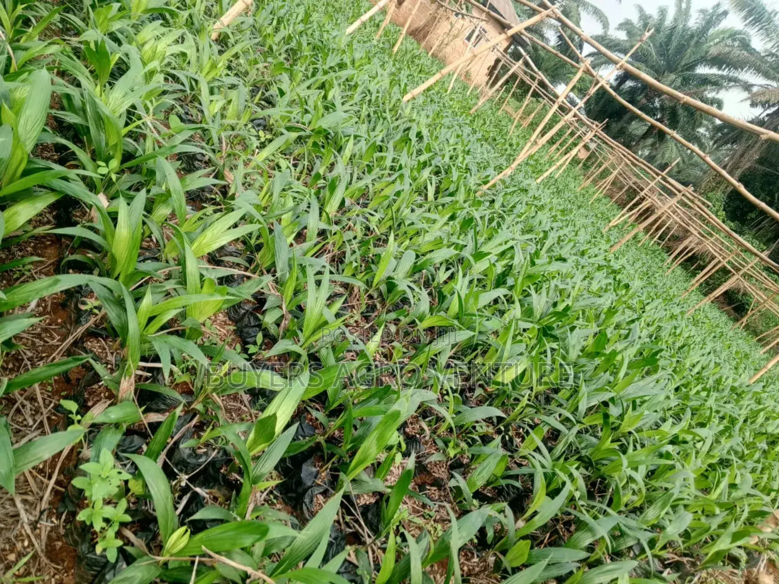 Fresh and Strong Palm Oil Seedlings for Farmers Order Now