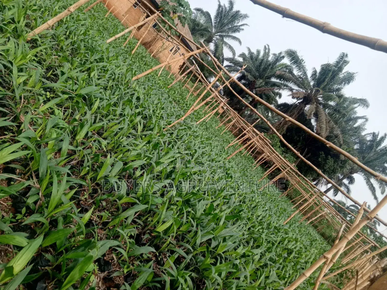 Fresh and Strong Palm Oil Seedlings for Farmers Order Now