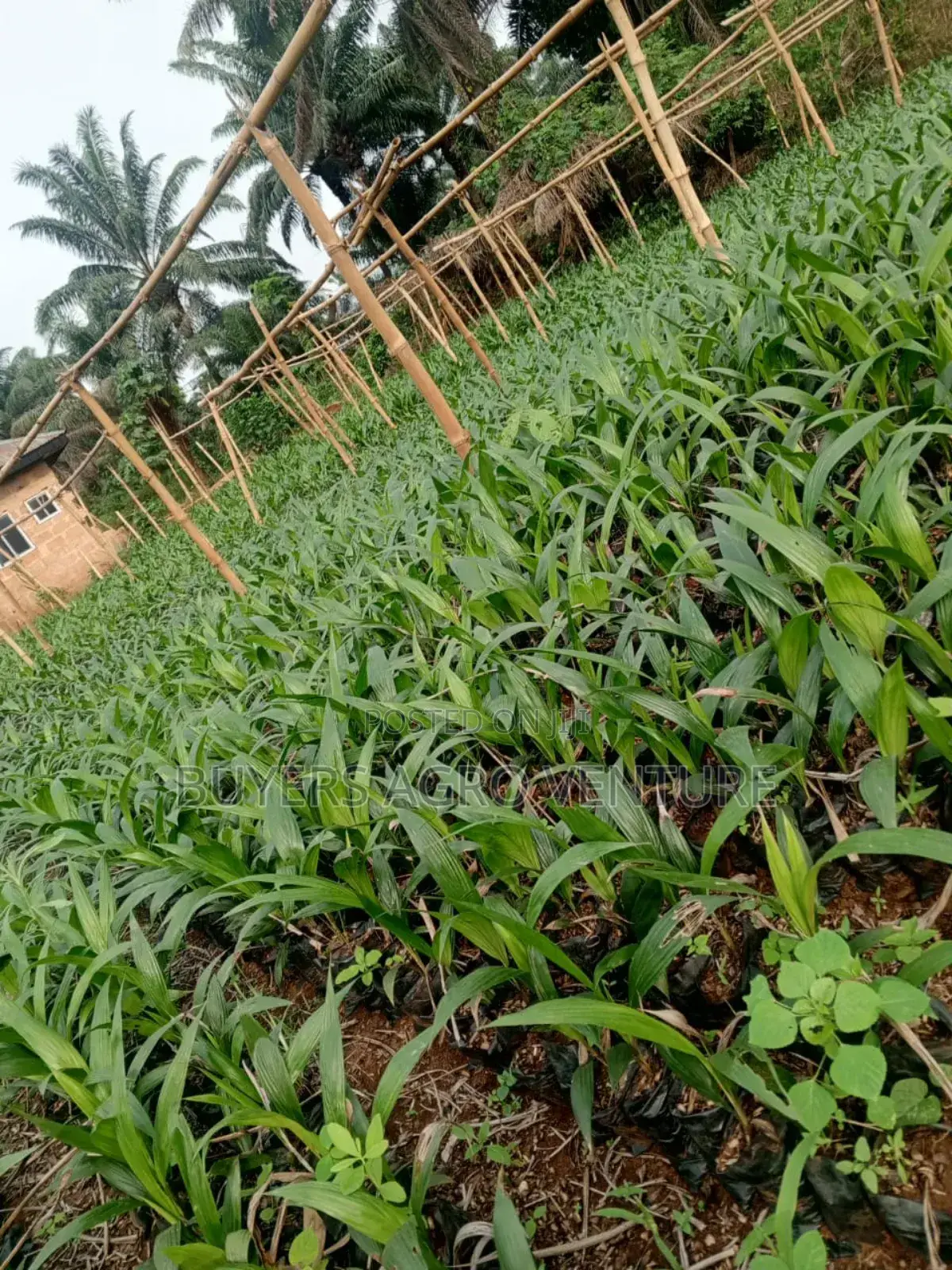 Fresh and Strong Palm Oil Seedlings for Farmers Order Now