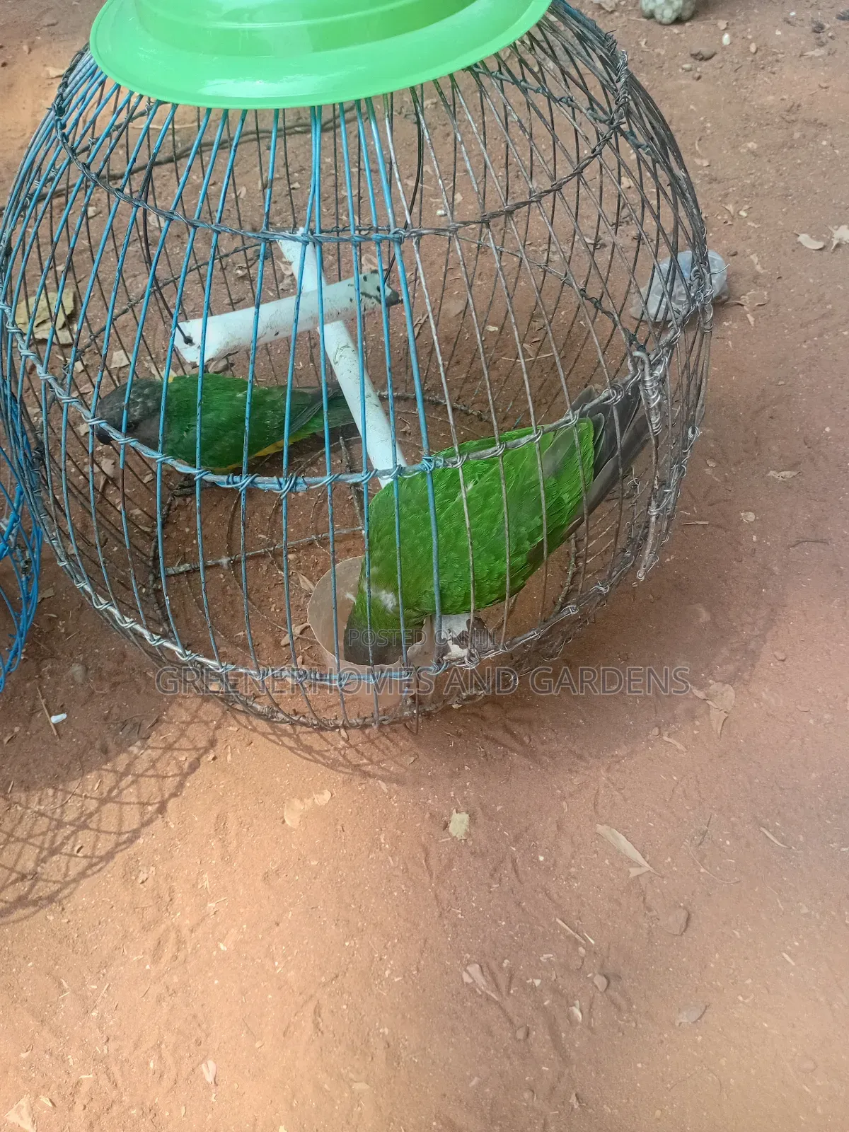 Exoctic Birds and Parrots