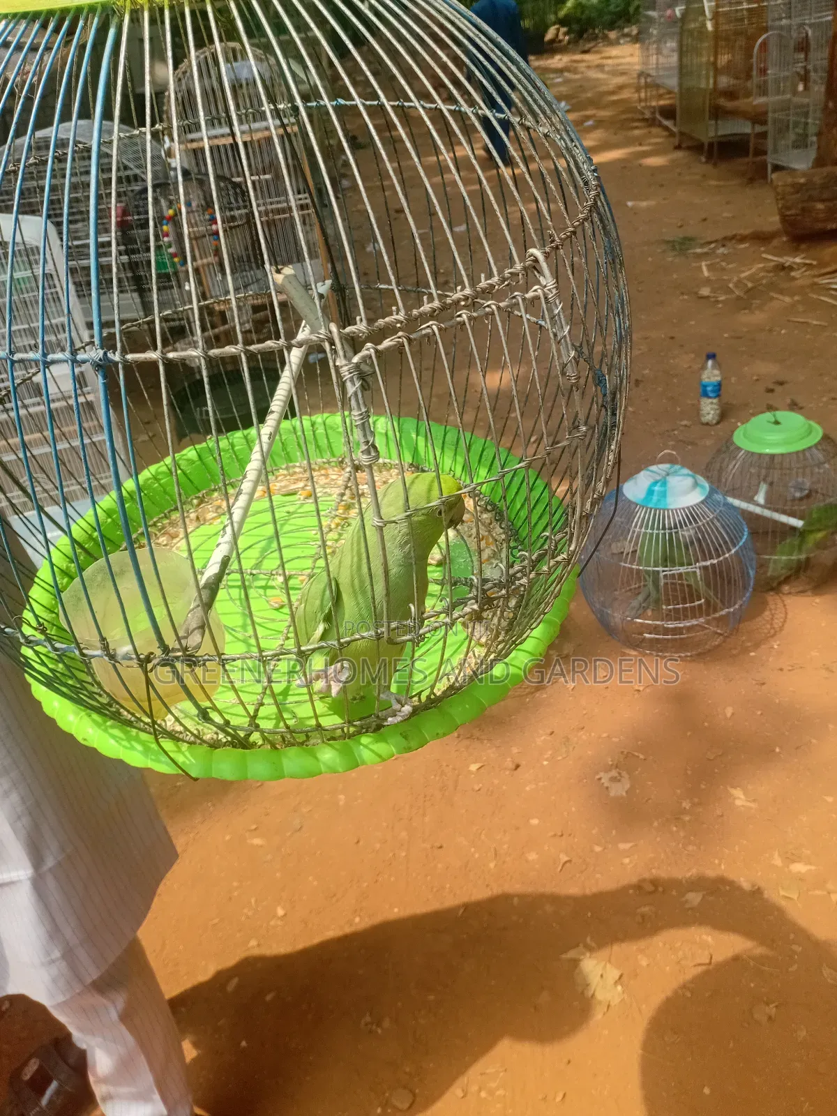Exoctic Birds and Parrots