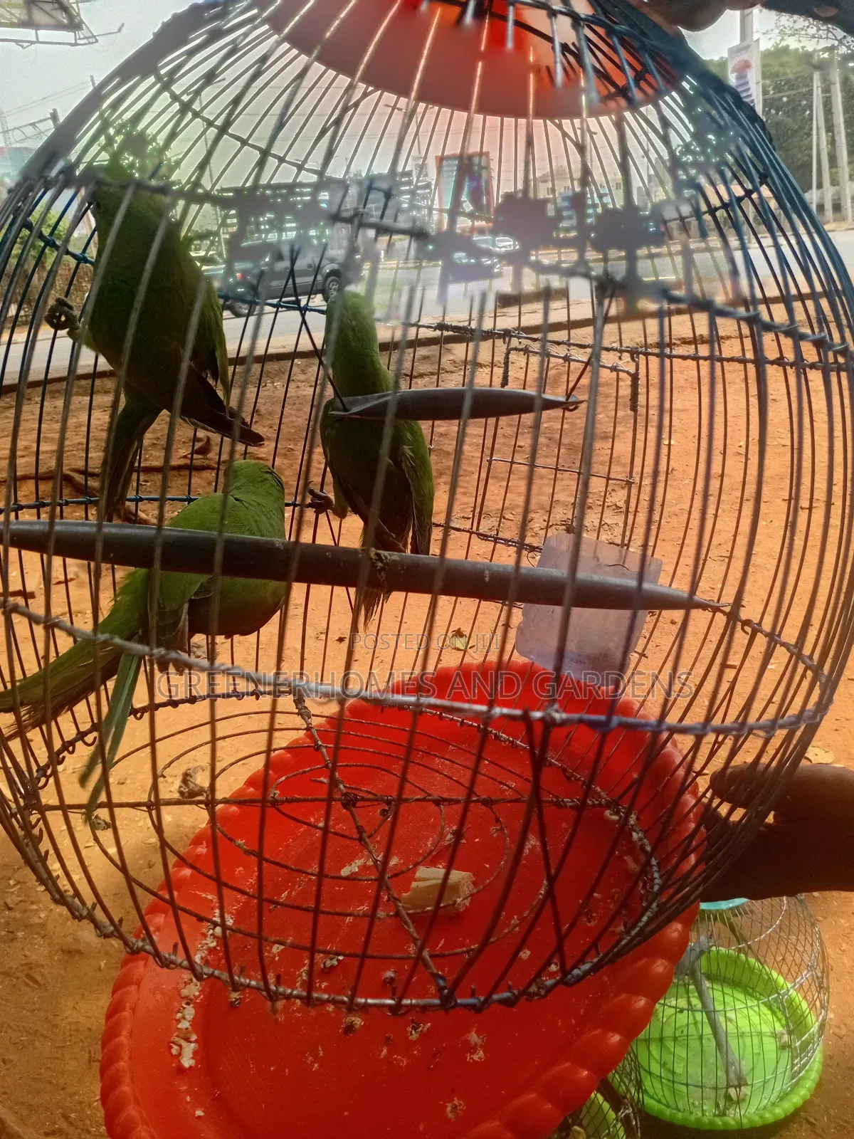 Exoctic Birds and Parrots