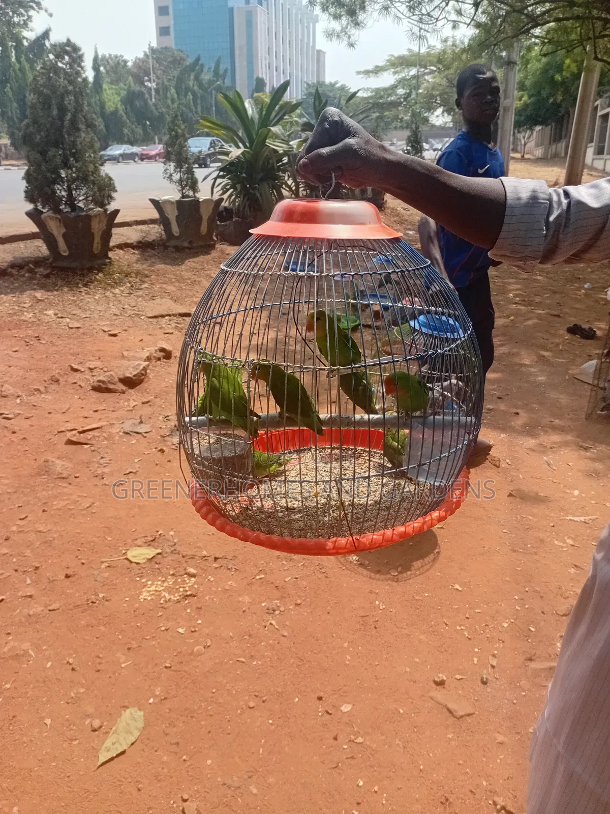 Exoctic Birds and Parrots