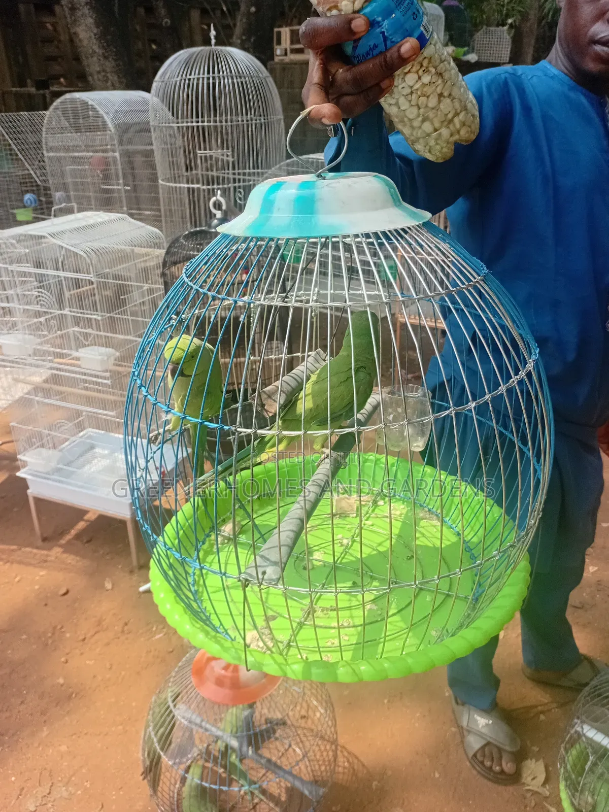 Exoctic Birds and Parrots