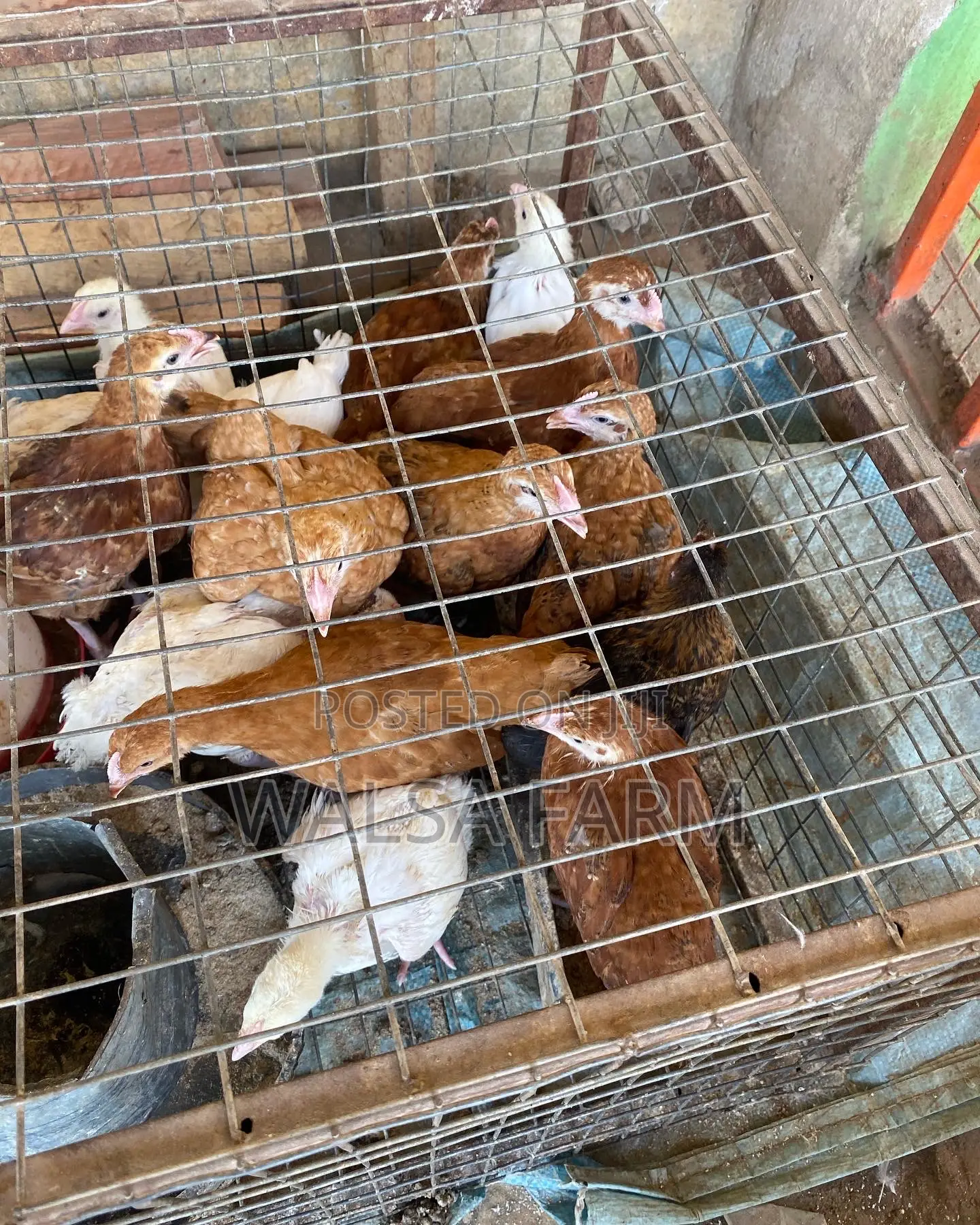 3 and 4 Weeks Noiler Available