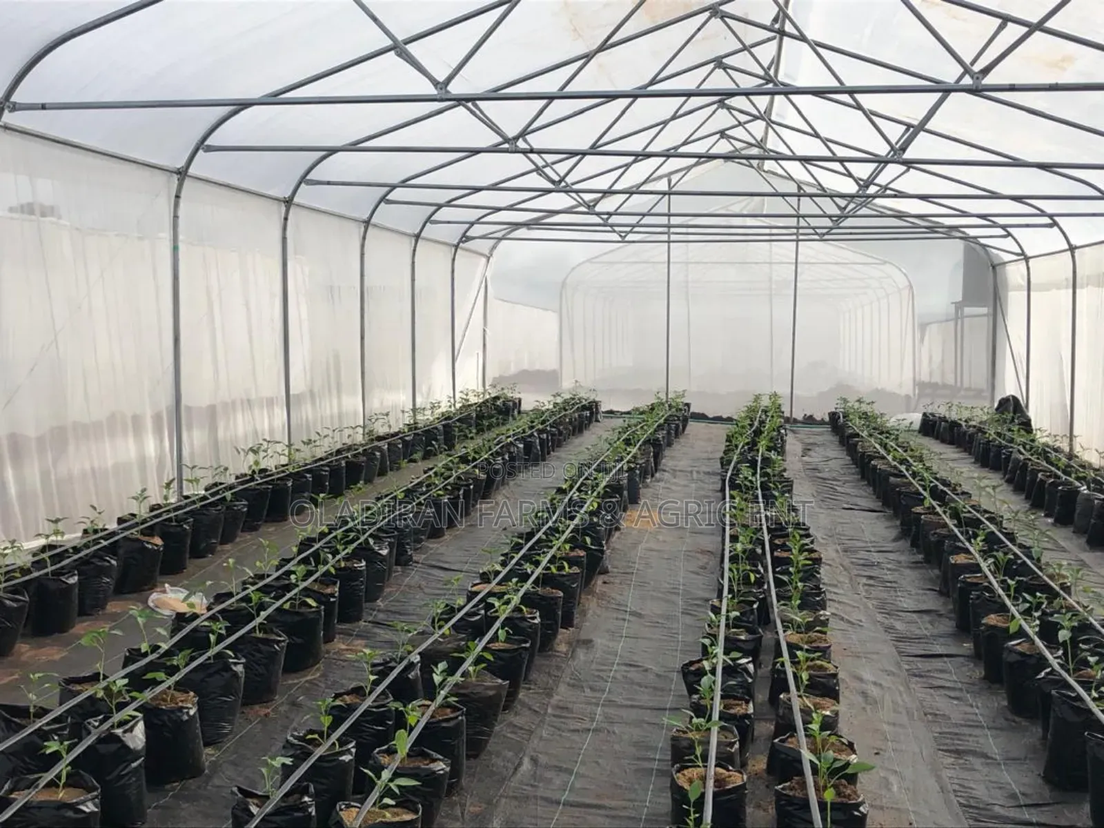 Greenhouse Installation and Management – Professional Service