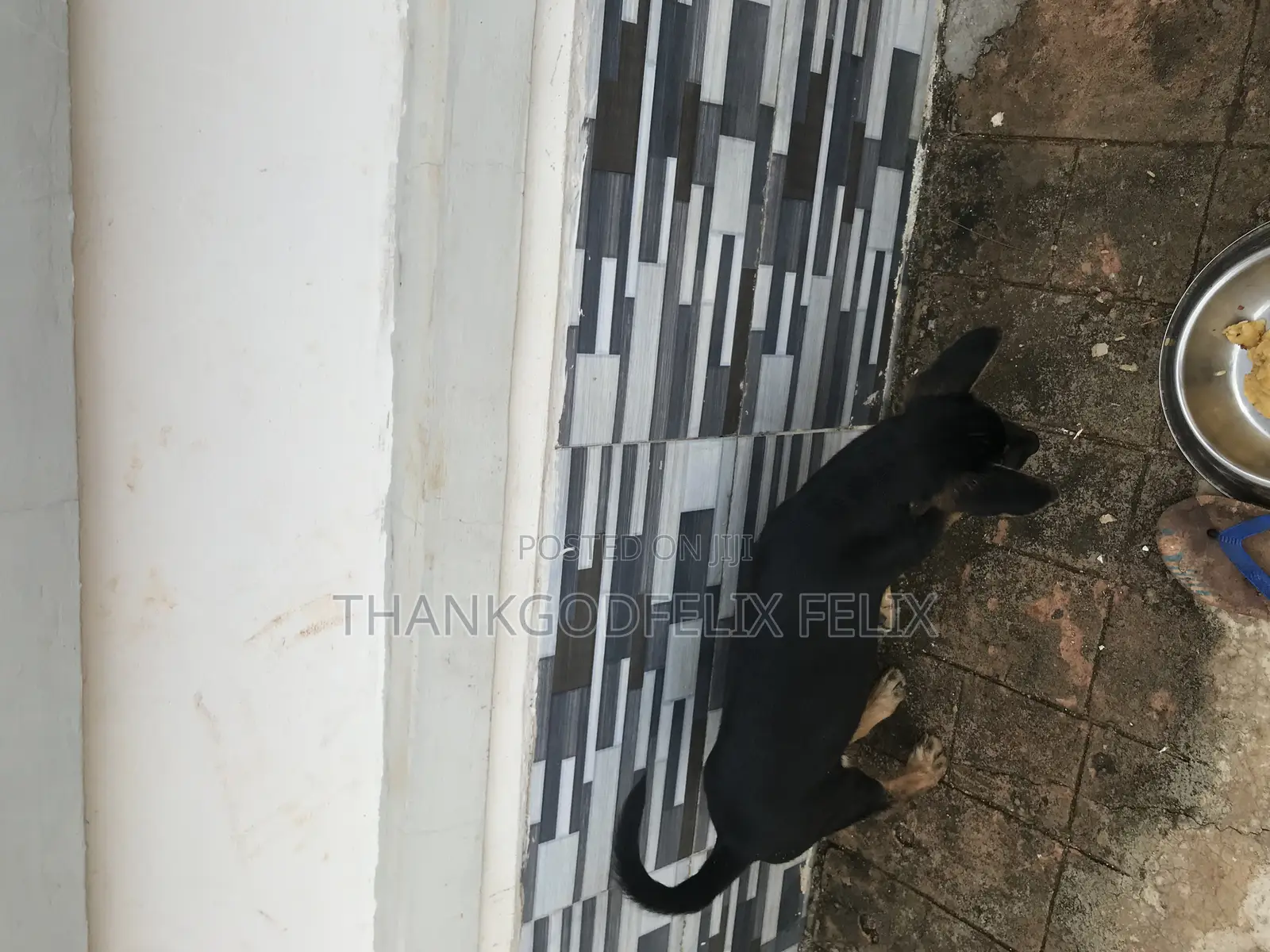 1-3 months Male Purebred German Shepherd