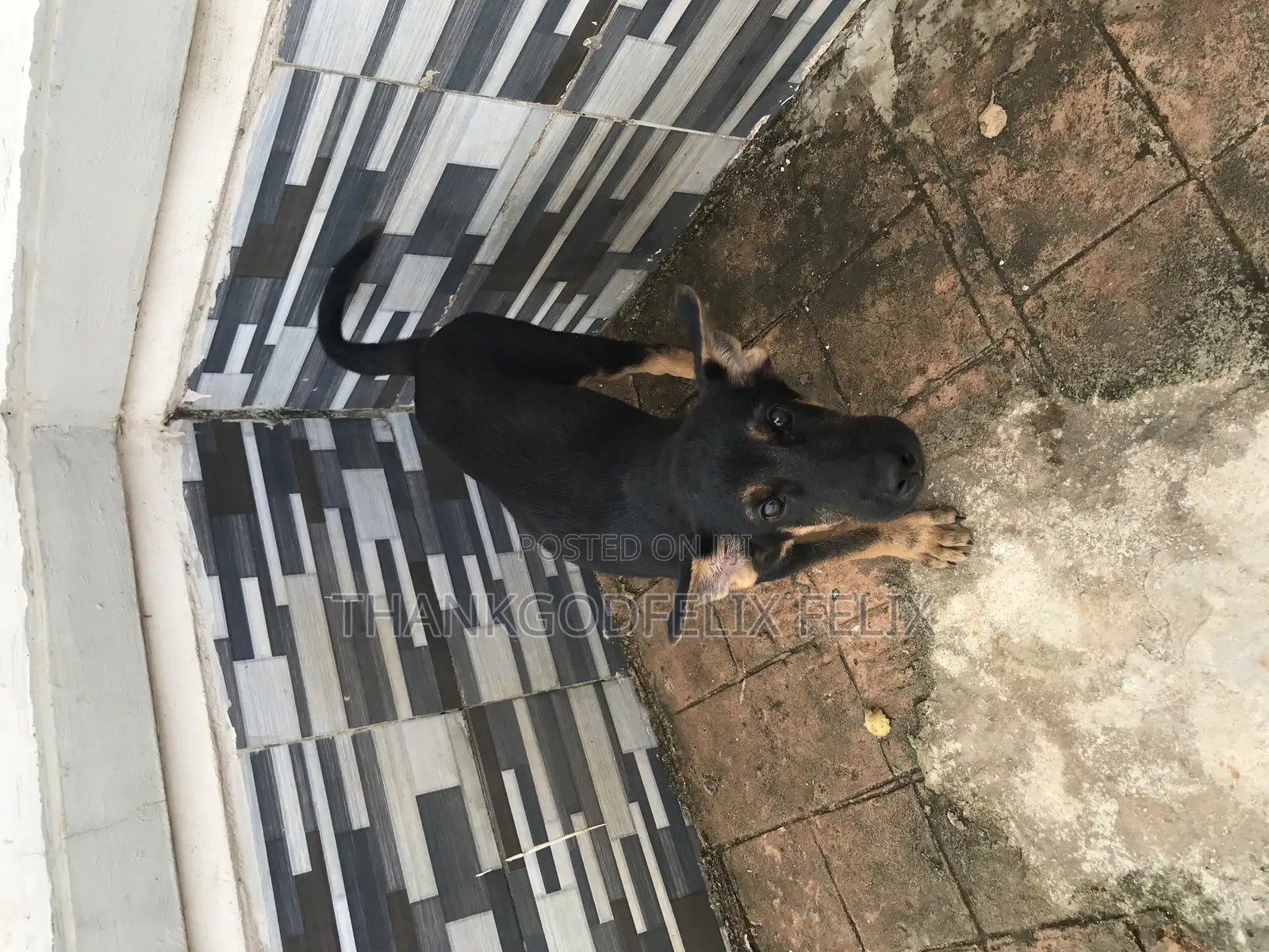 1-3 months Male Purebred German Shepherd