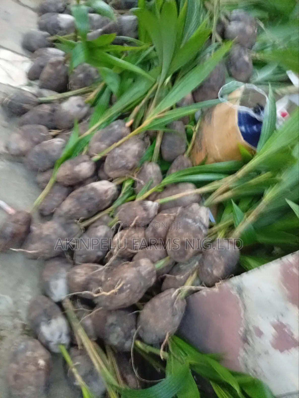 Hybrid Coconut Seedlings