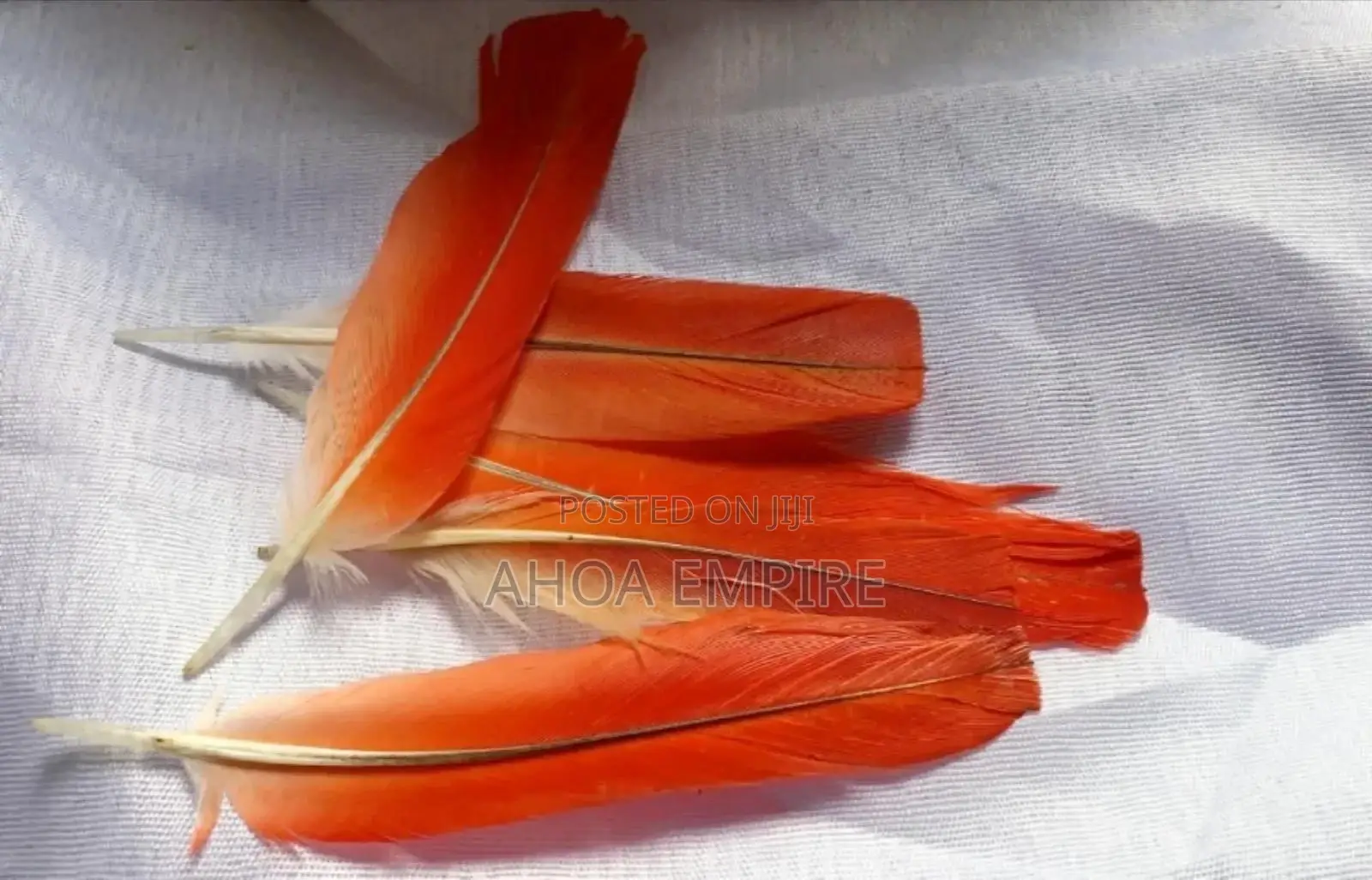 Red Parrot Feather (Ikode) Spiritual