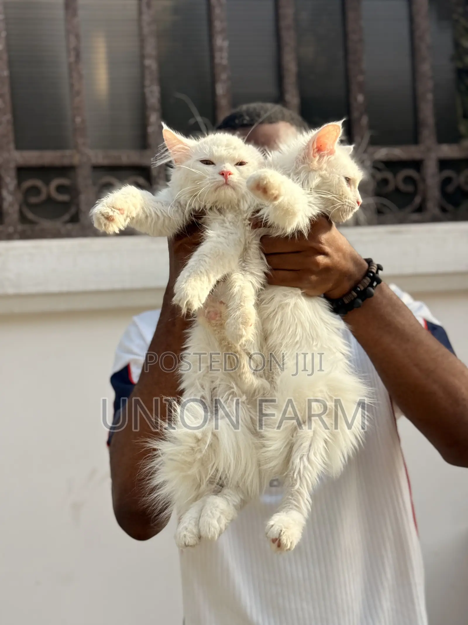 1-3 months Female Purebred Persian
