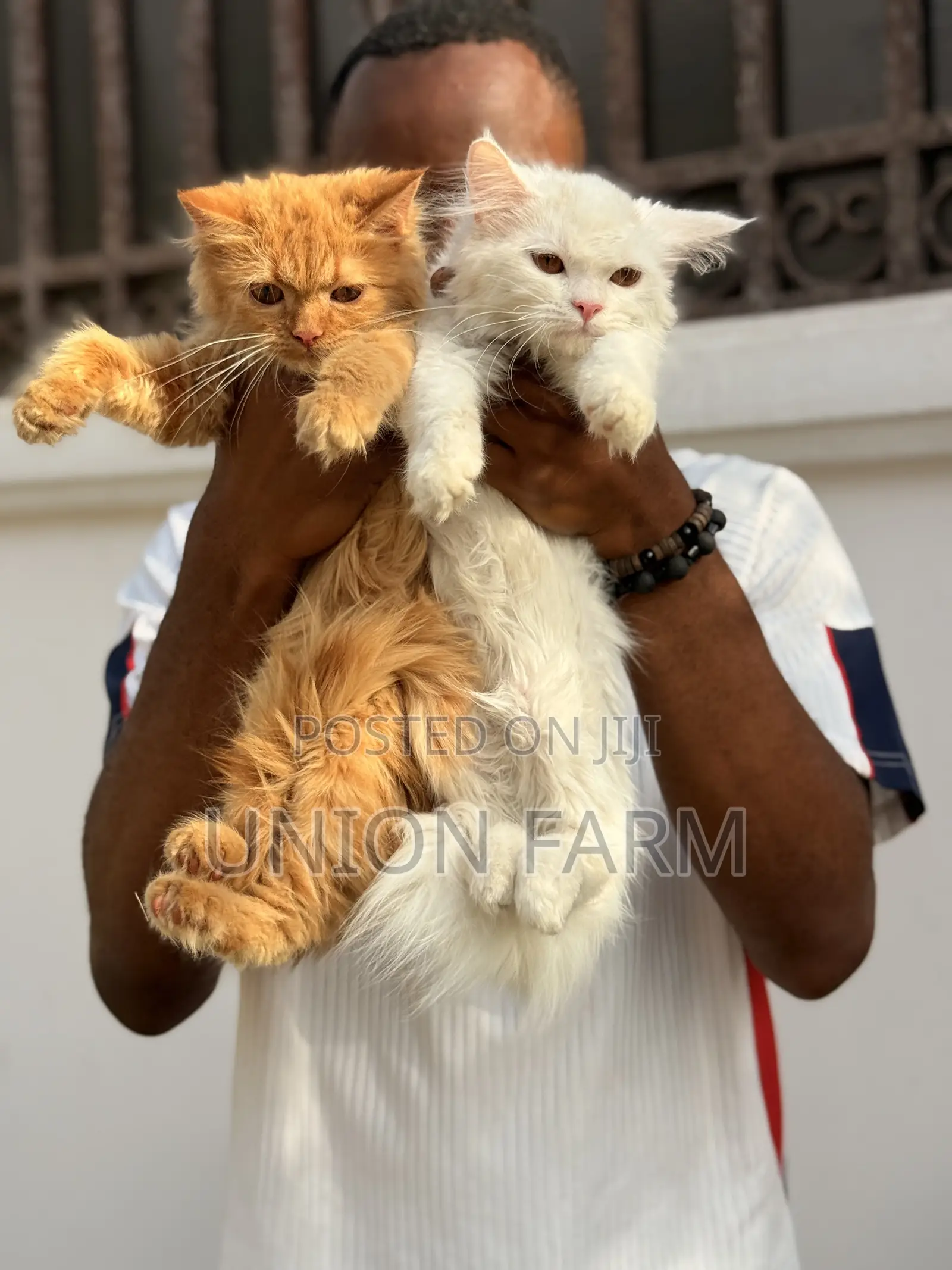 1-3 months Female Purebred Persian