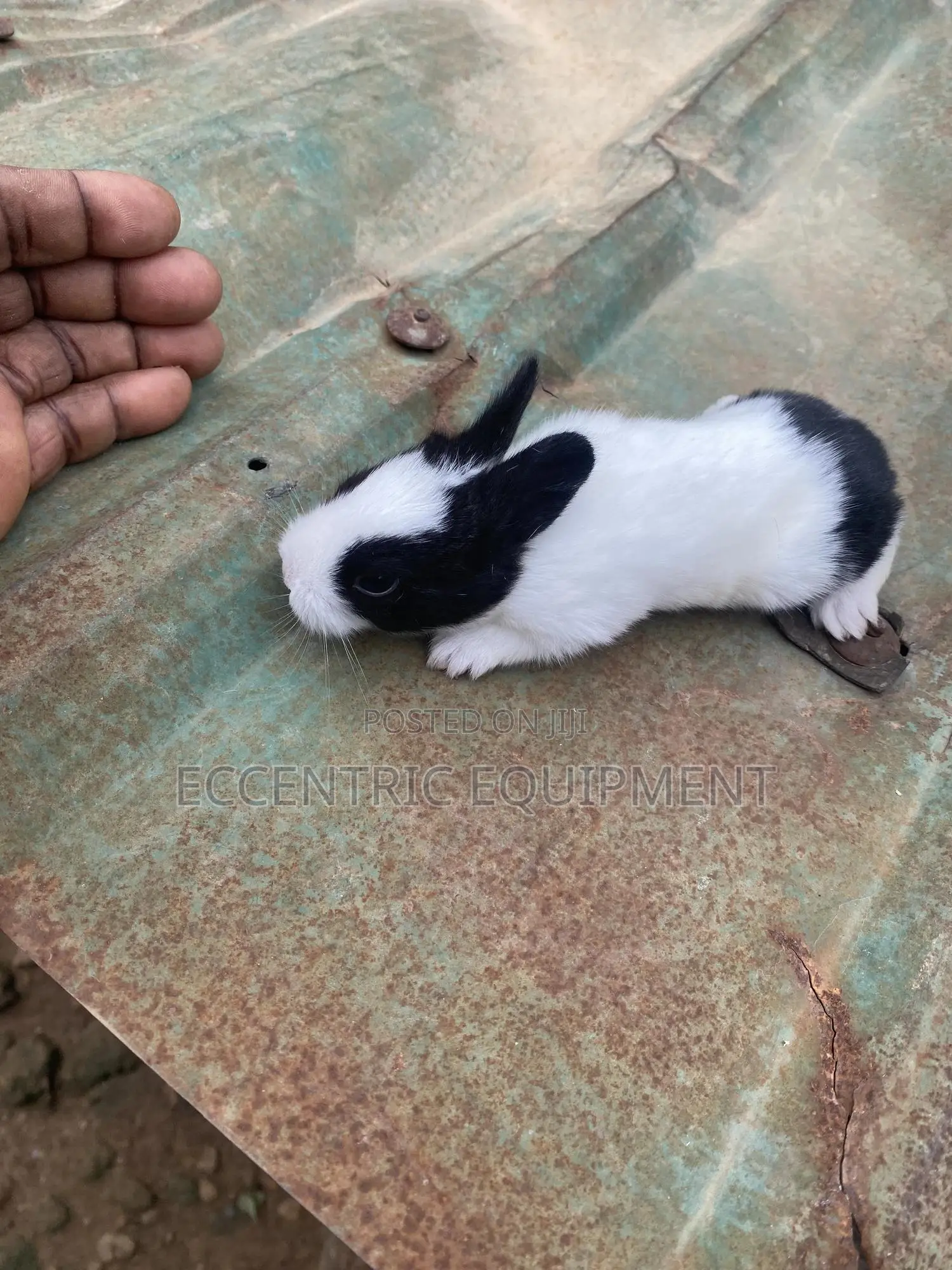 Adult and Baby Rabbits