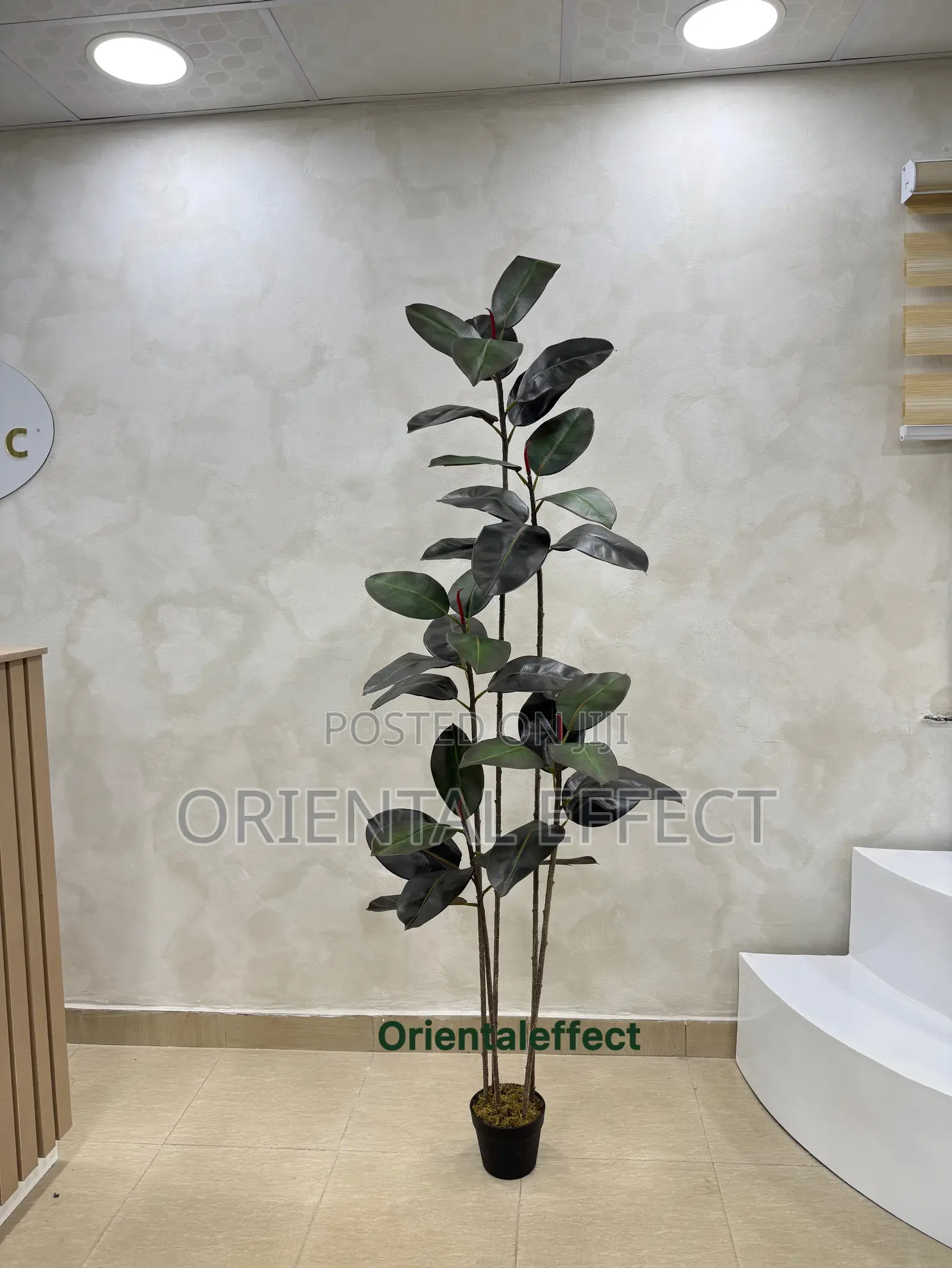 Black Ficus Artificial Plant (180cm) Luxury Indoor Home Office Decor