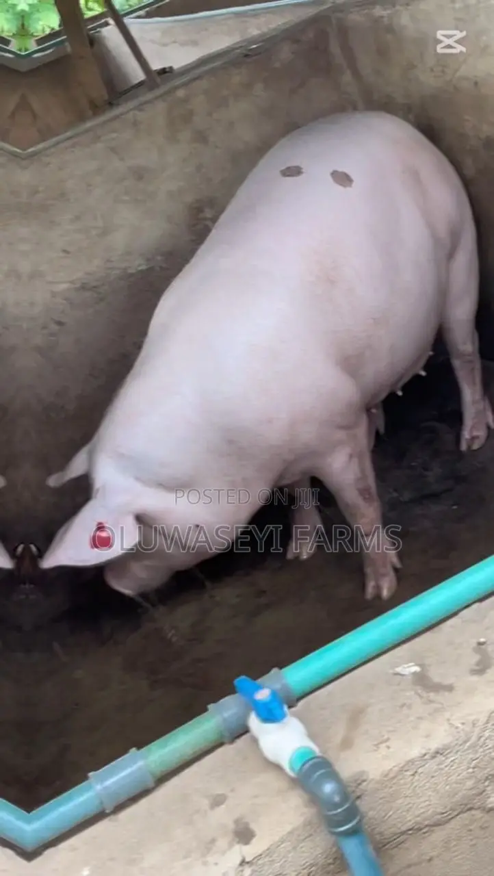 Hybrid Breed