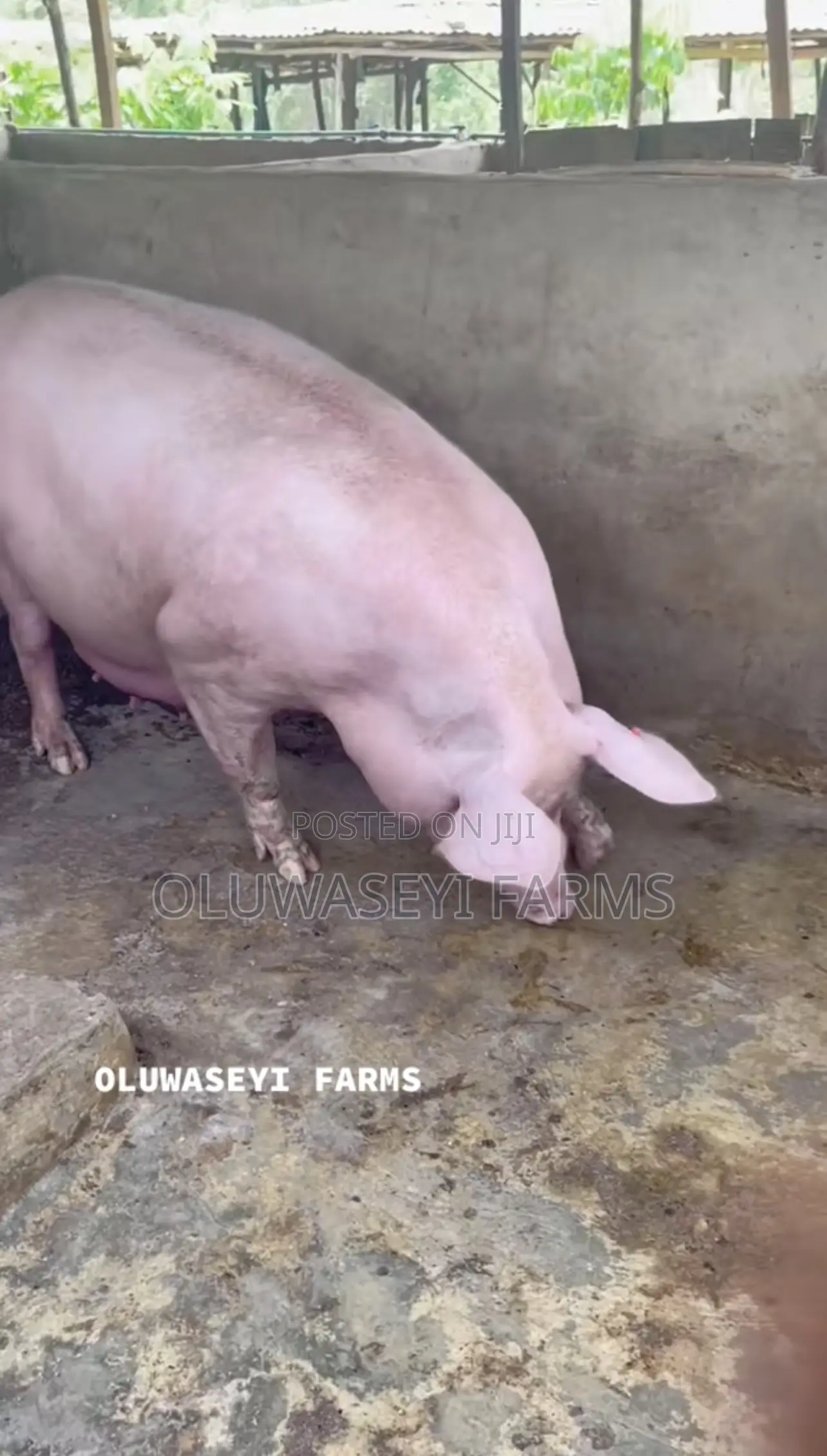 Hybrid Pig