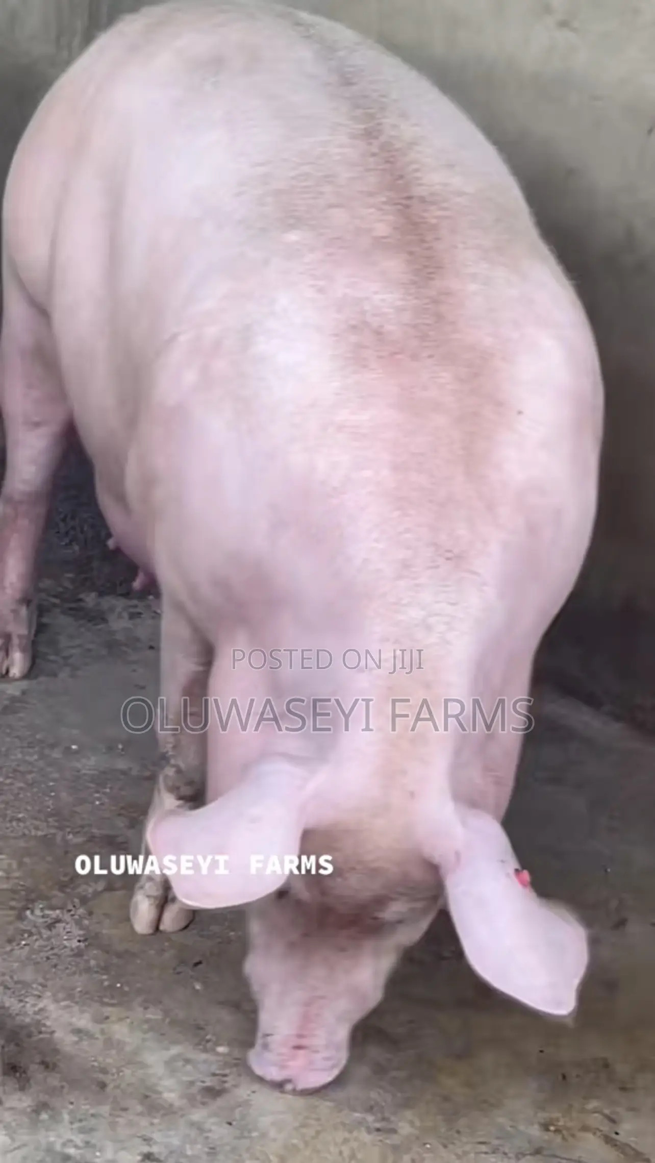 Hybrid Pig
