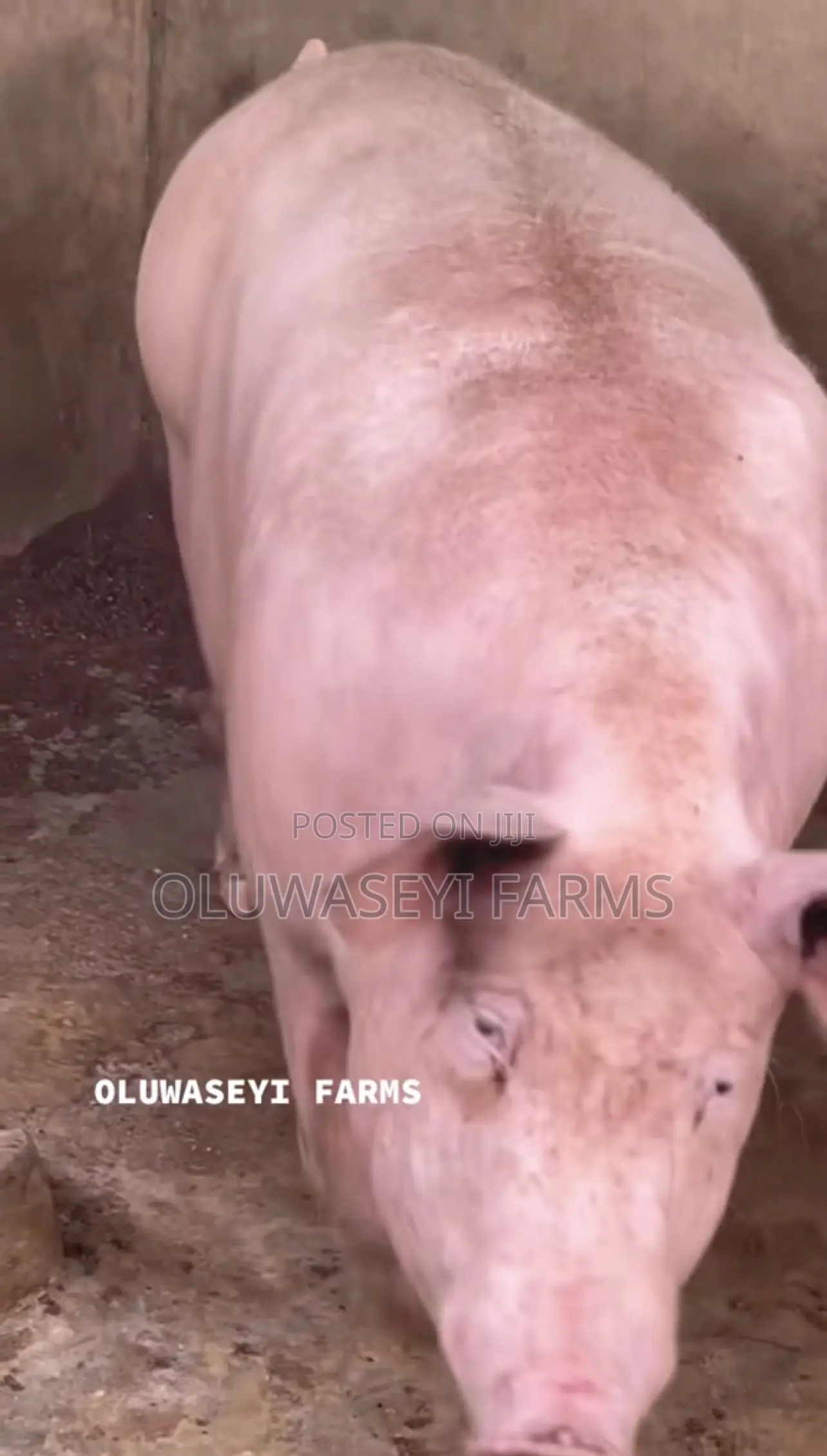 Hybrid Pig