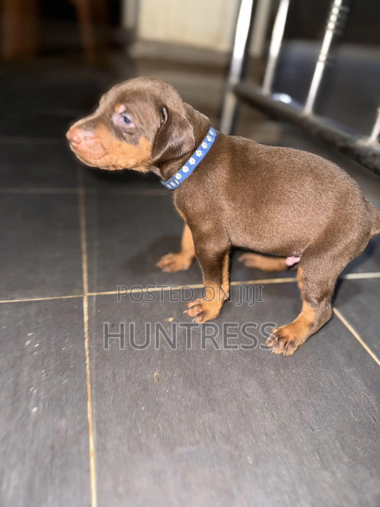 1-3 months Male Purebred Doberman Pinscher