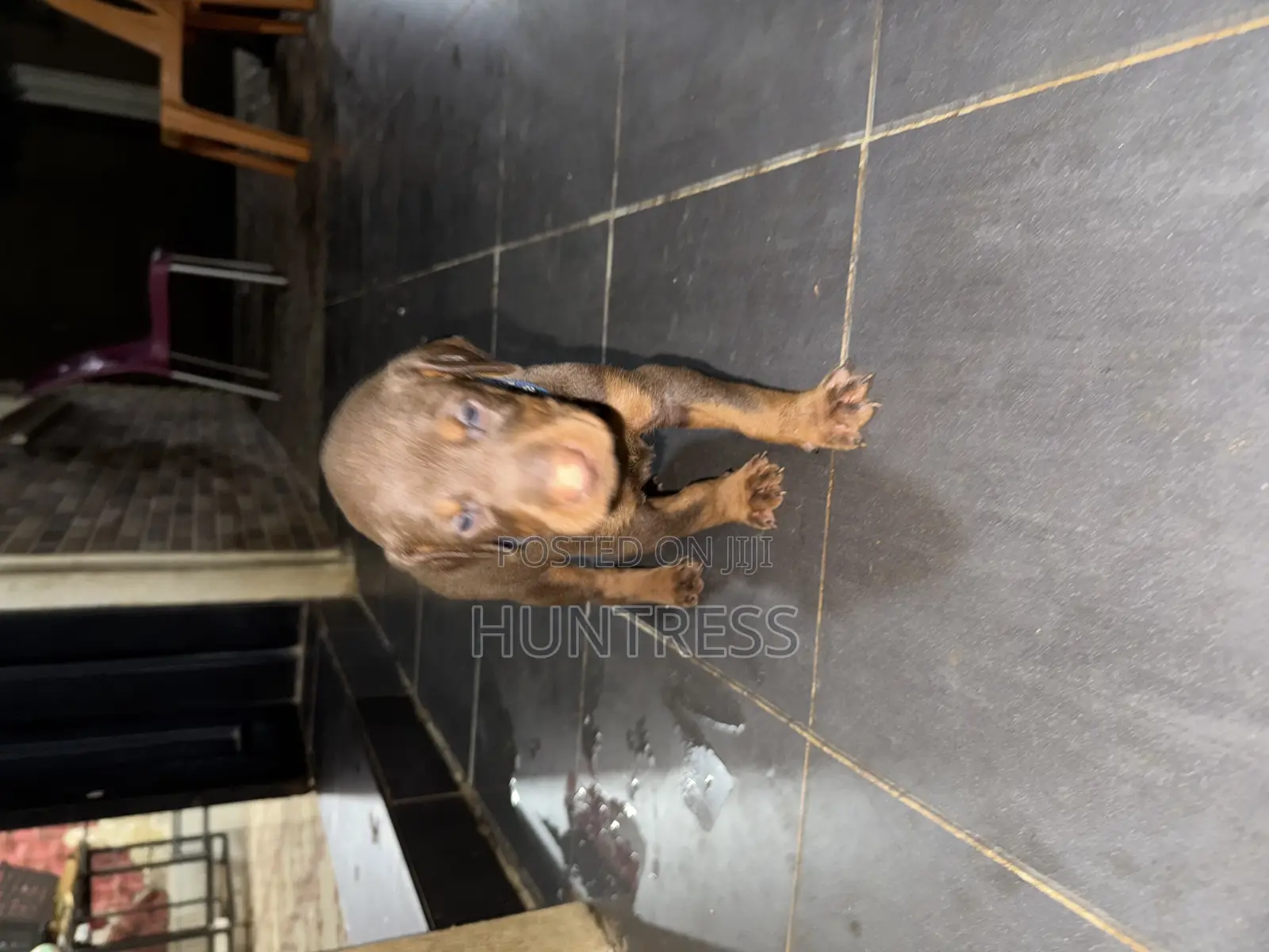 1-3 months Male Purebred Doberman Pinscher