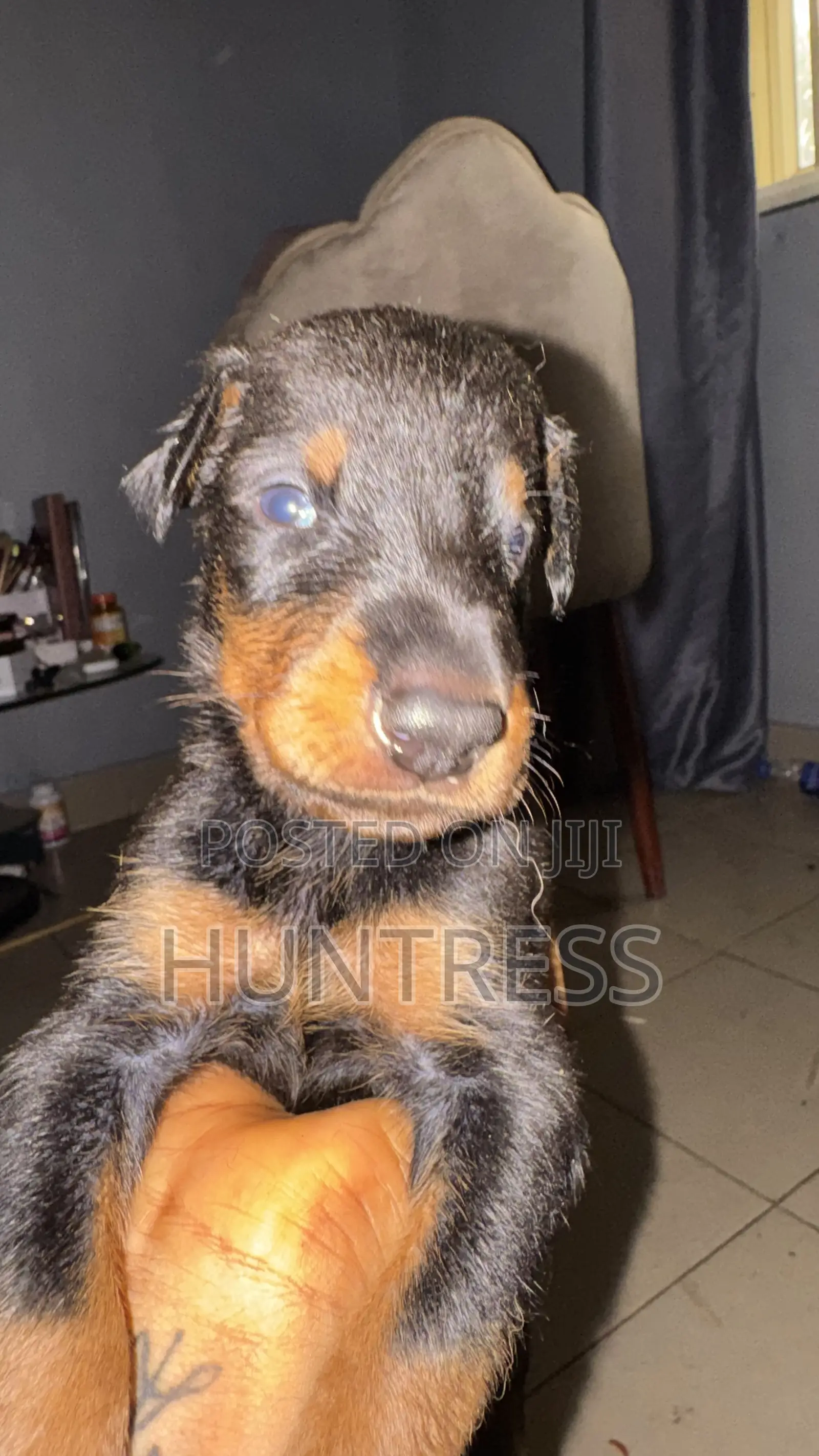 1-3 months Male Purebred Doberman Pinscher