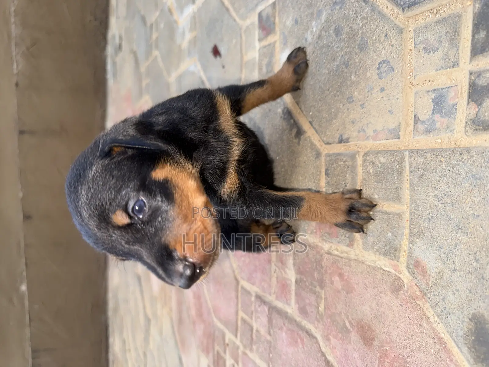 1-3 months Male Purebred Doberman Pinscher