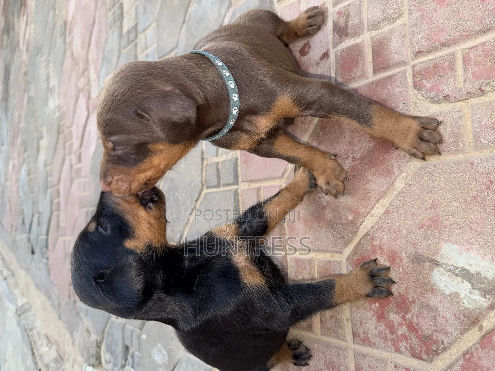 1-3 months Male Purebred Doberman Pinscher