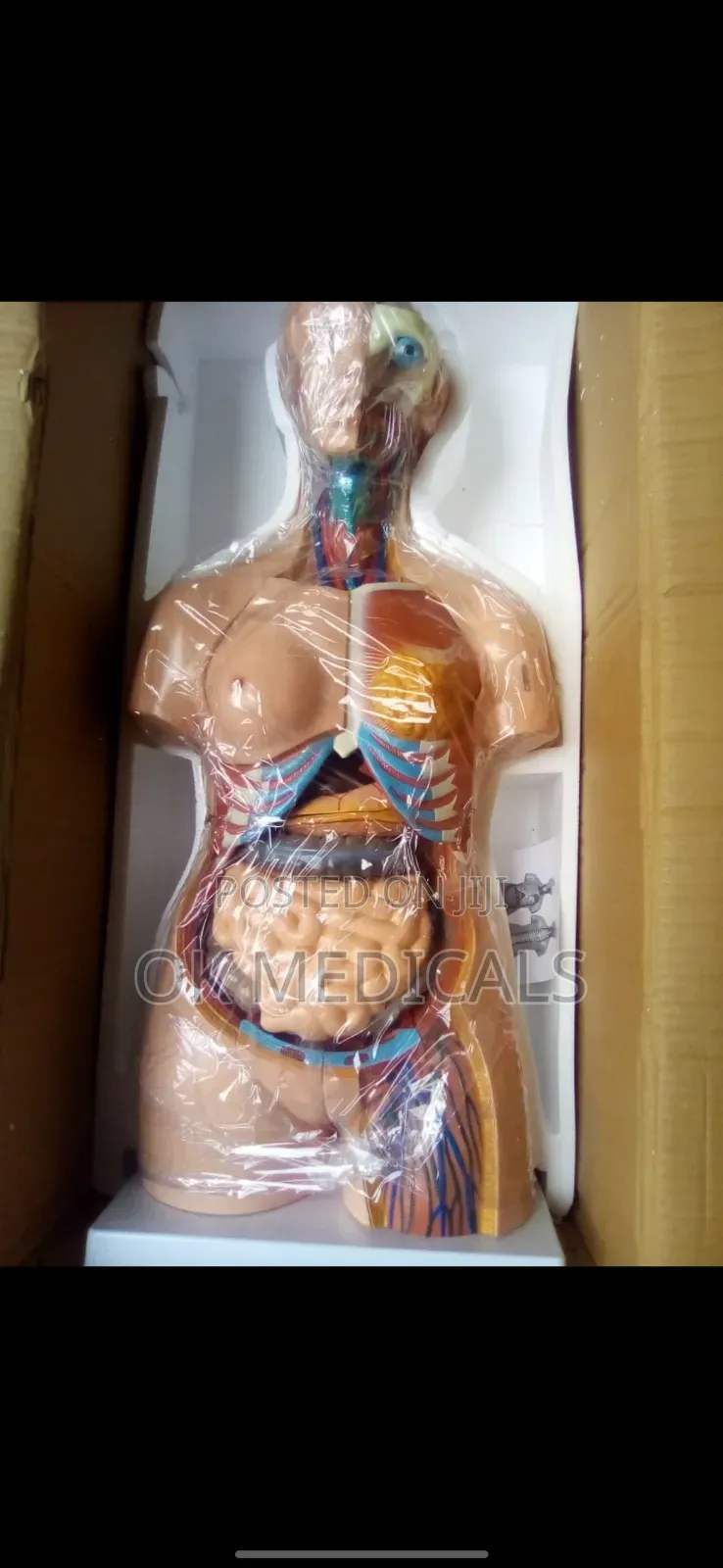 Human Anatomy Torso Model