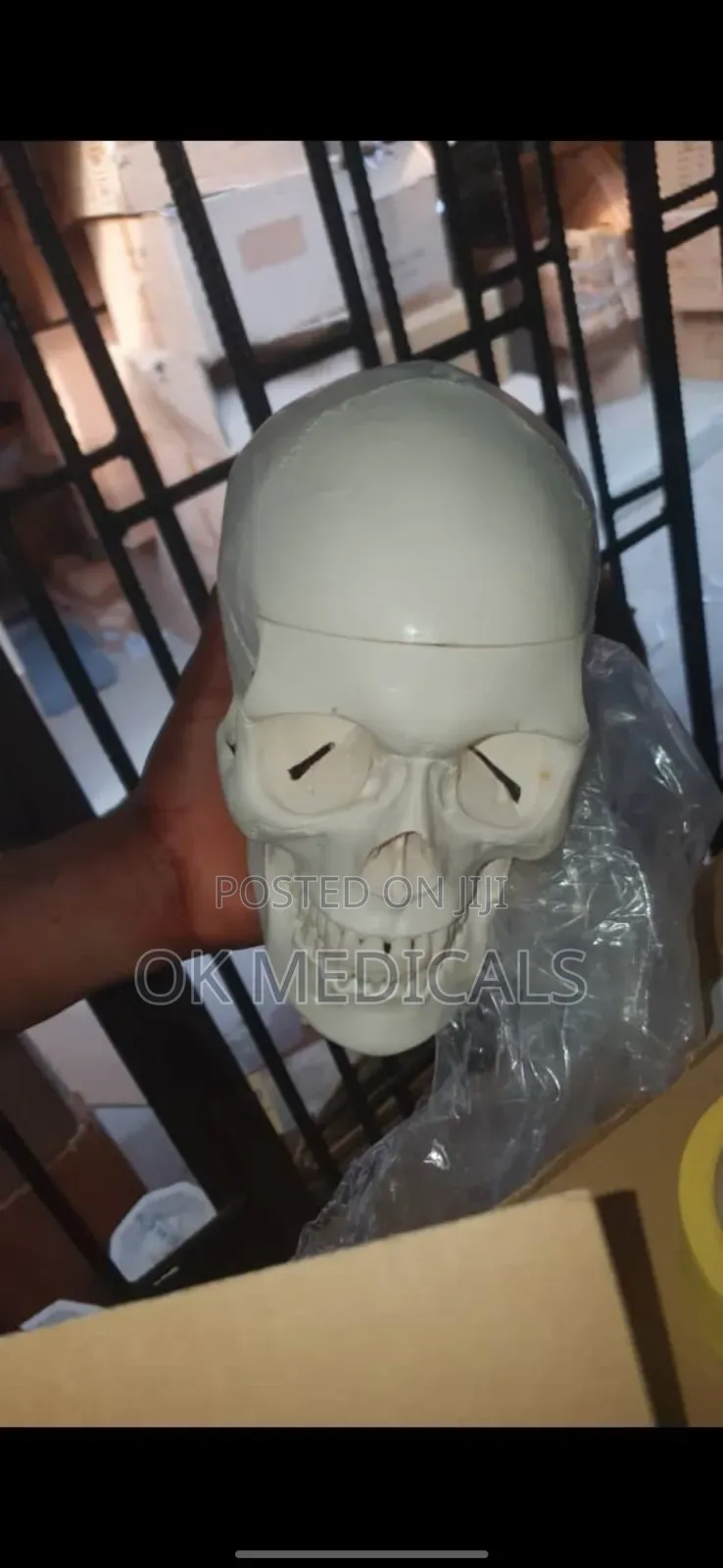 Plastic Adult Skull Model (Anatomical Model )