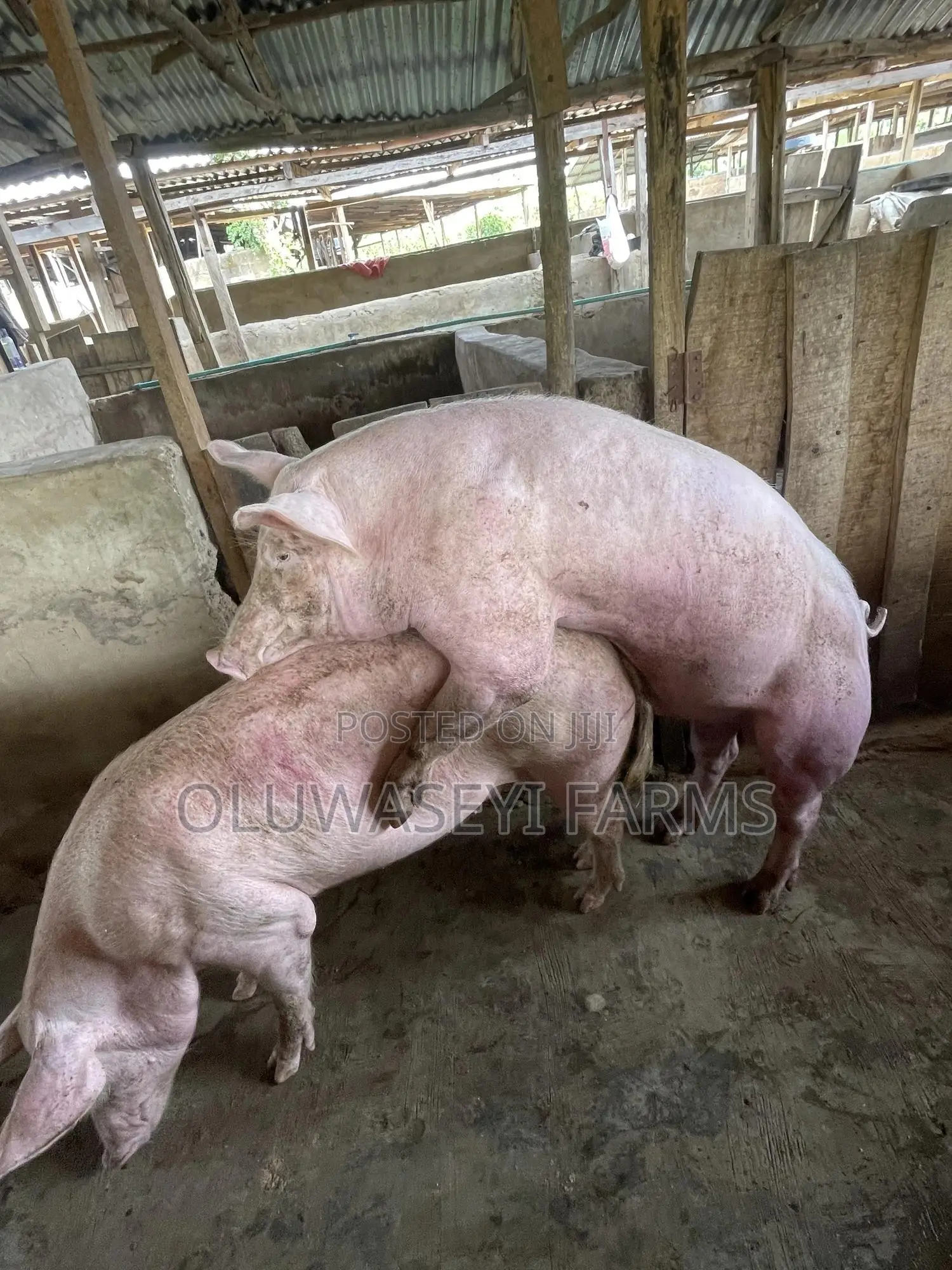 Hybrid Breed