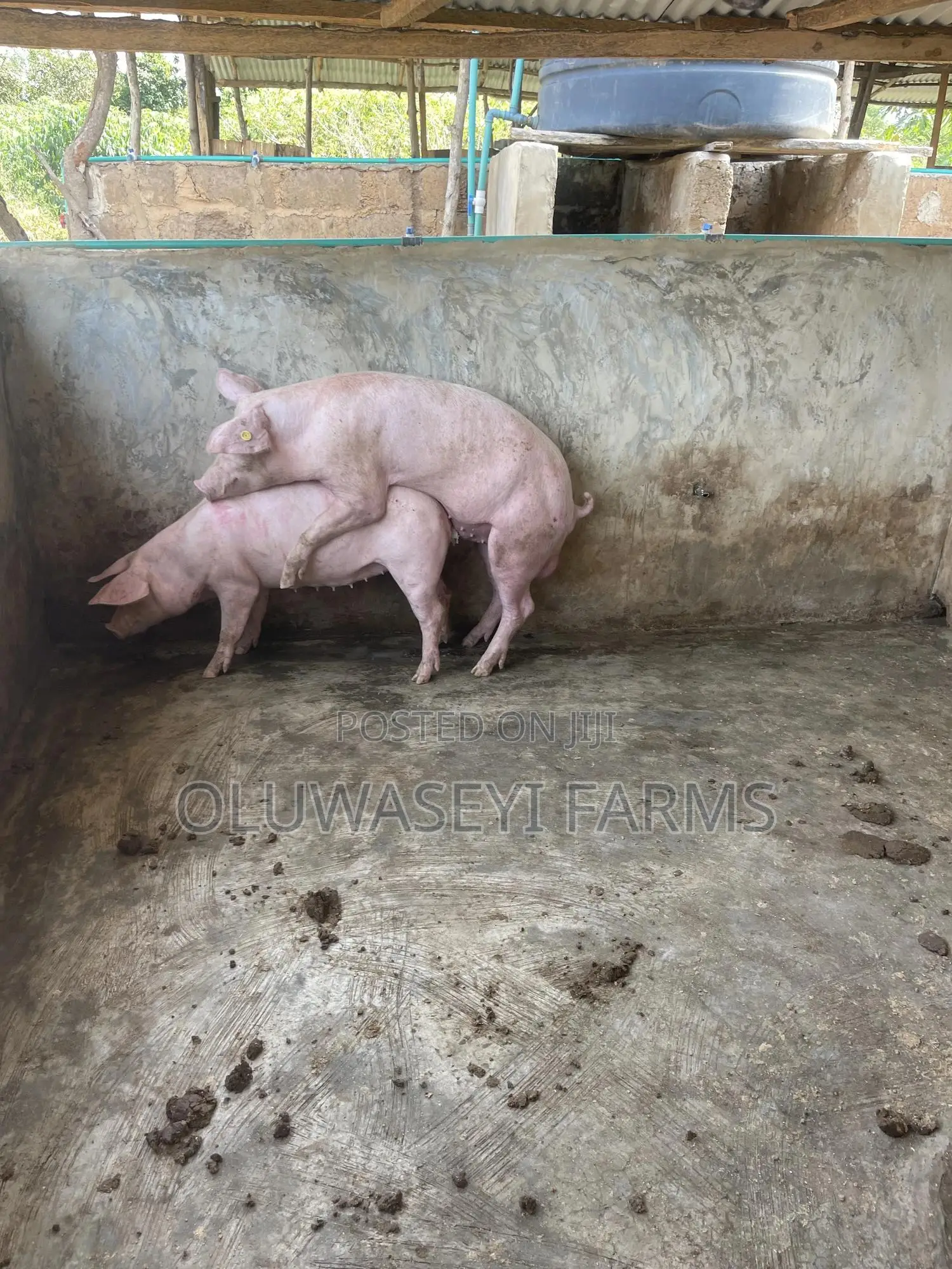 Hybrid Breed