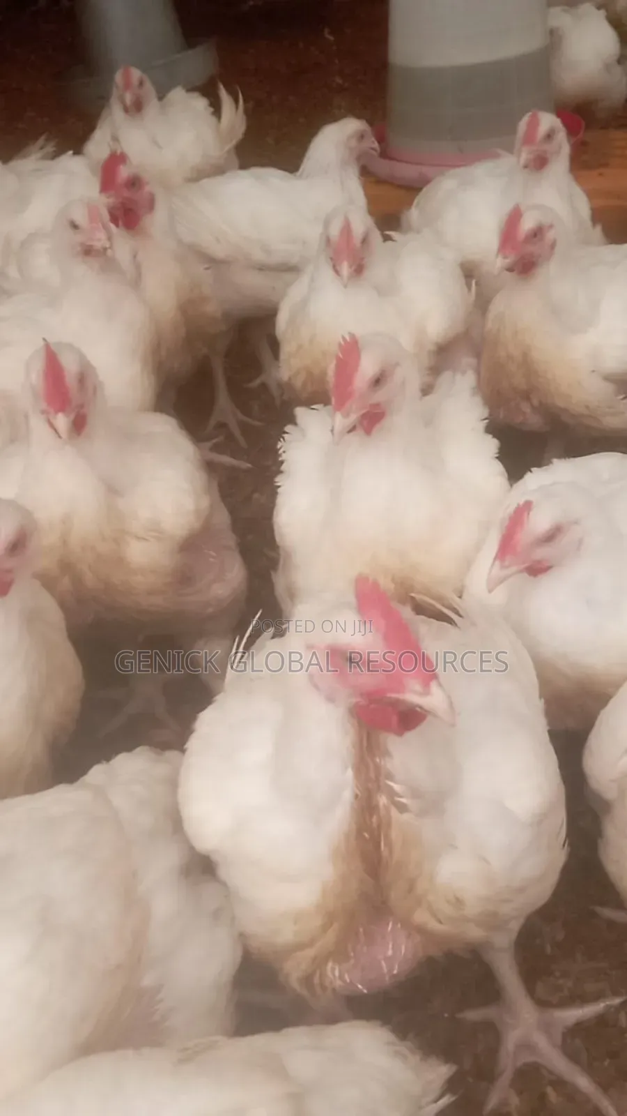 Live Chicken 3kg