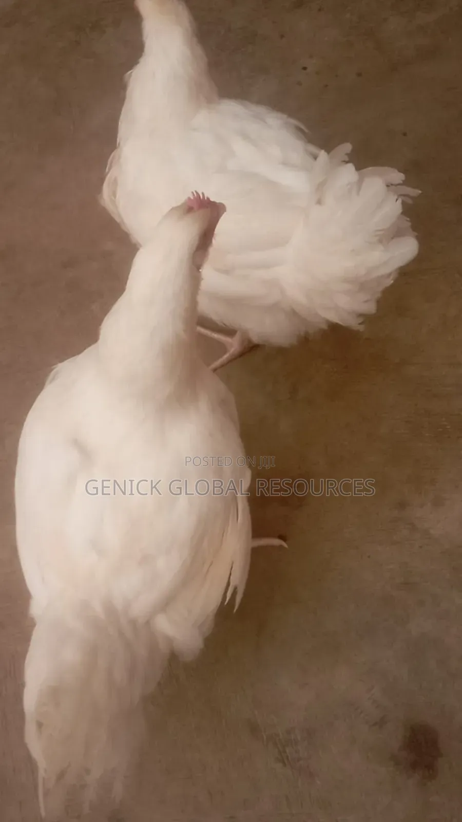 Live Chicken 3kg